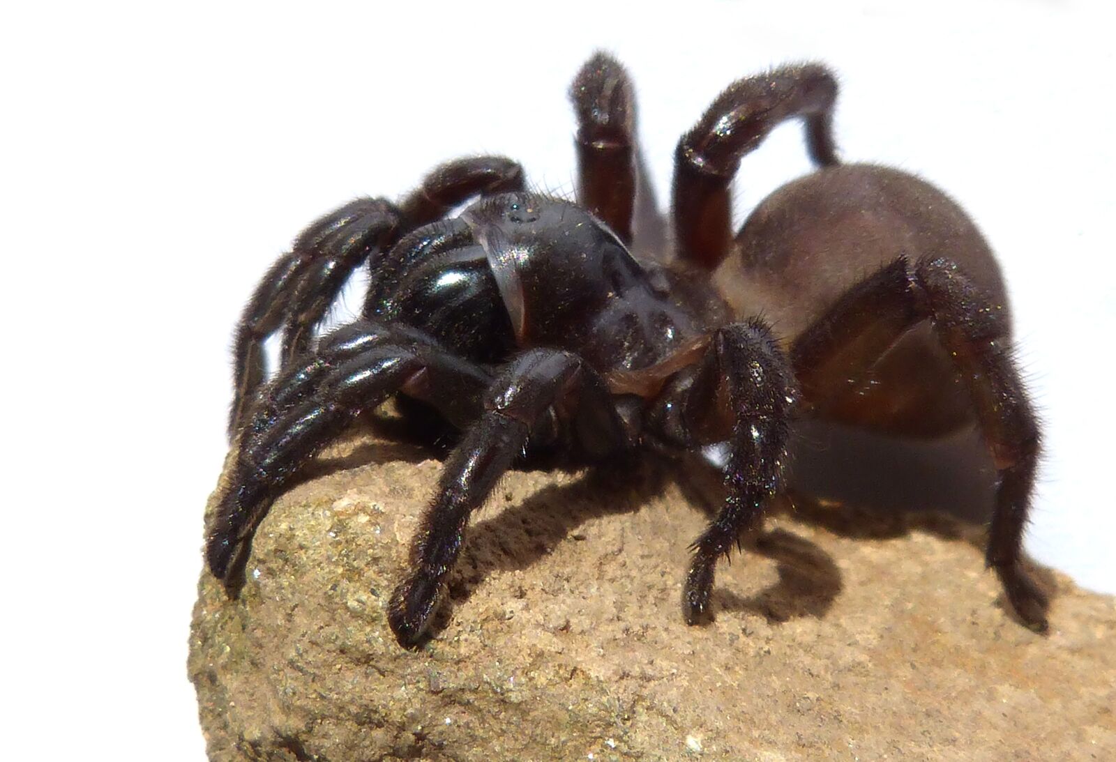 Panasonic DMC-FZ62 sample photo. Spider, tarantula, arachnid photography