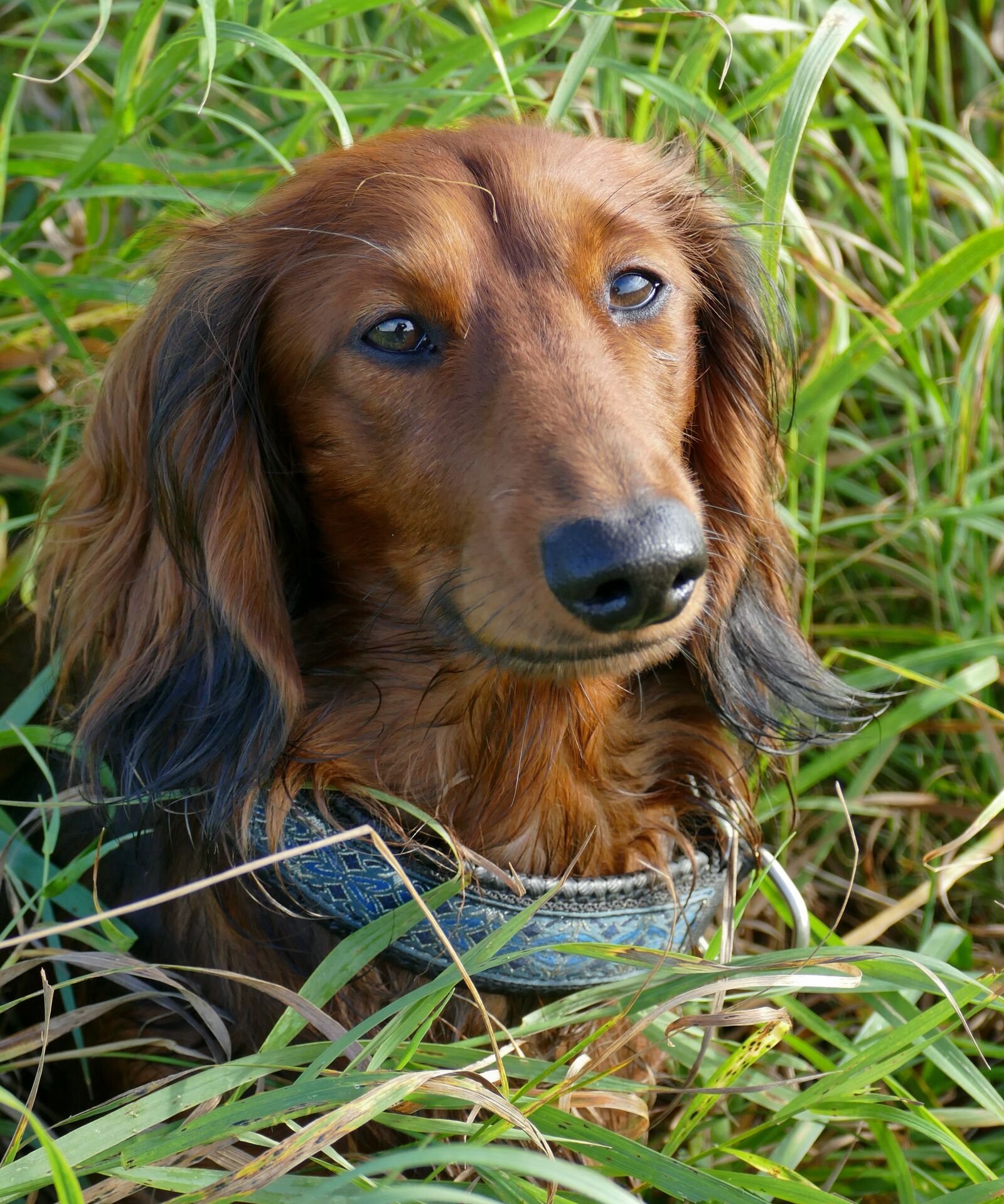 Panasonic Lumix DMC-FZ1000 sample photo. Dachshund, dachshund dog, puppy photography