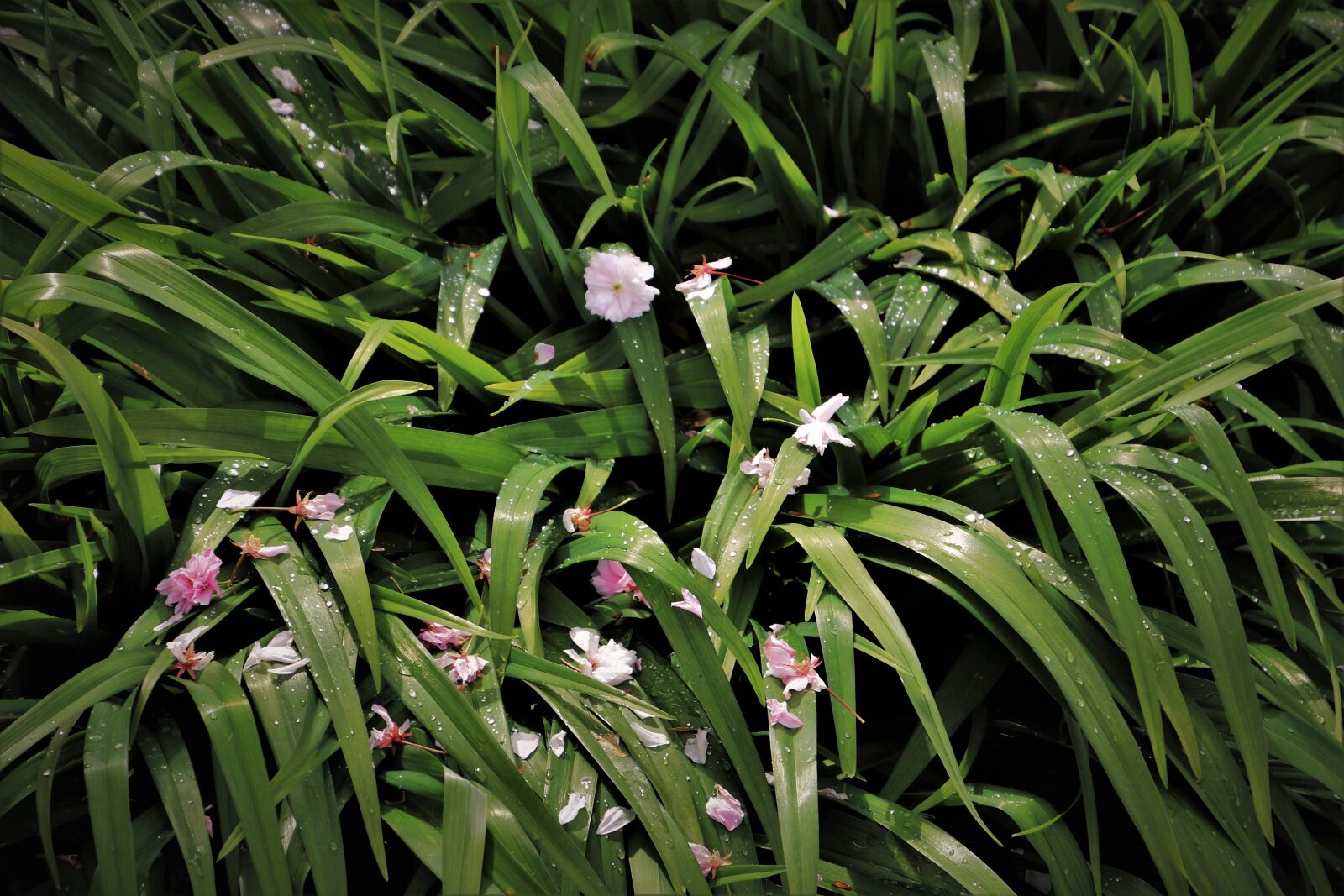 Canon EOS 80D sample photo. Green, grass, wet photography