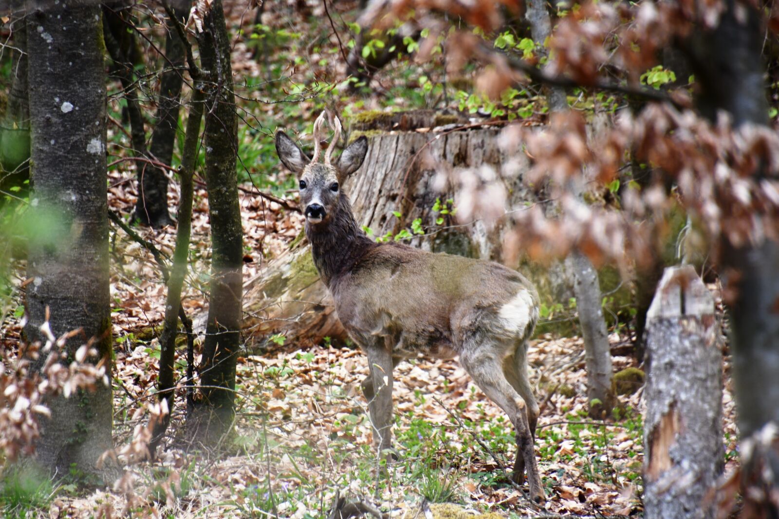 Nikon D7500 sample photo. Roe deer, ruminant, paarhufer photography