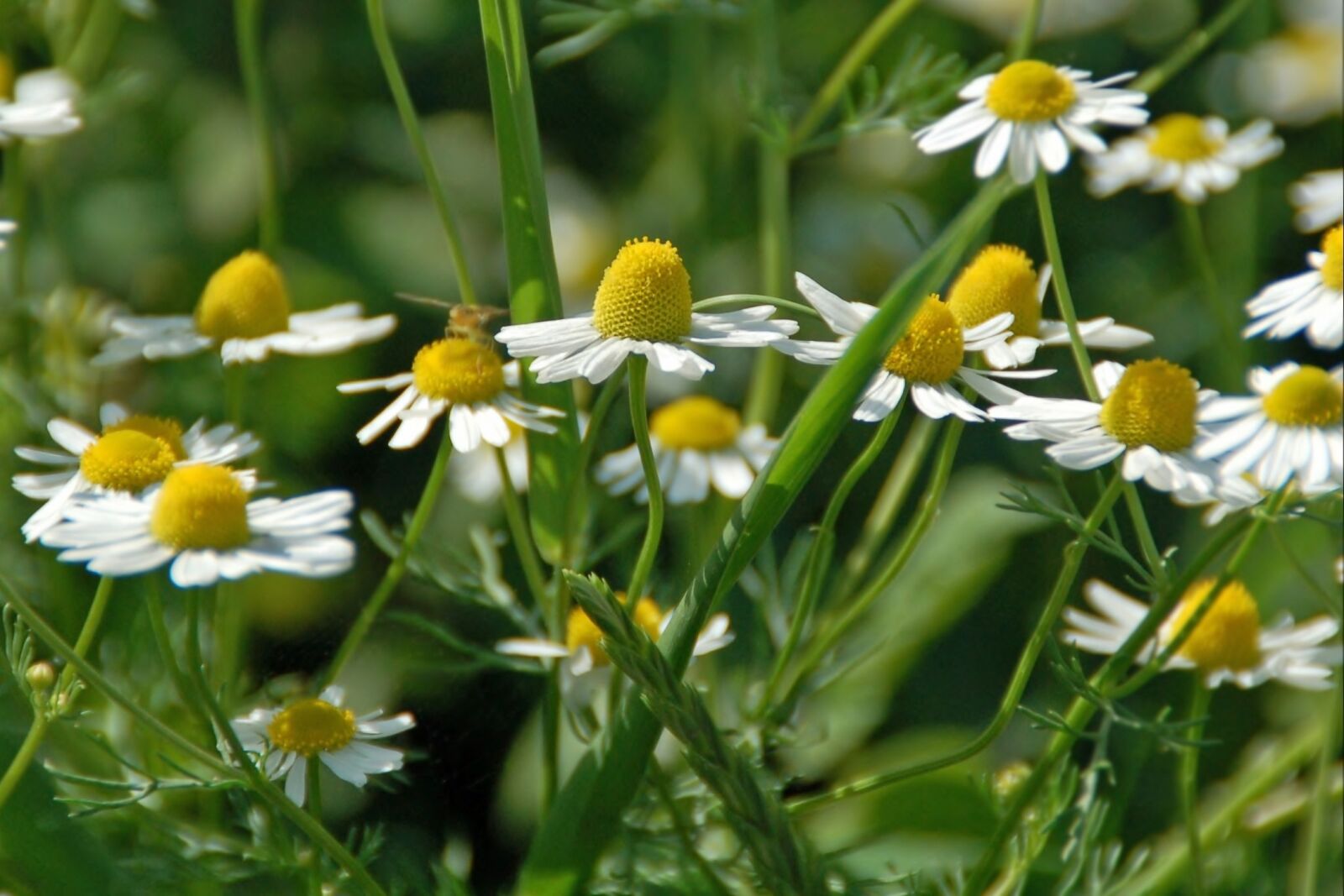 Nikon D50 sample photo. Nature, plant, summer photography