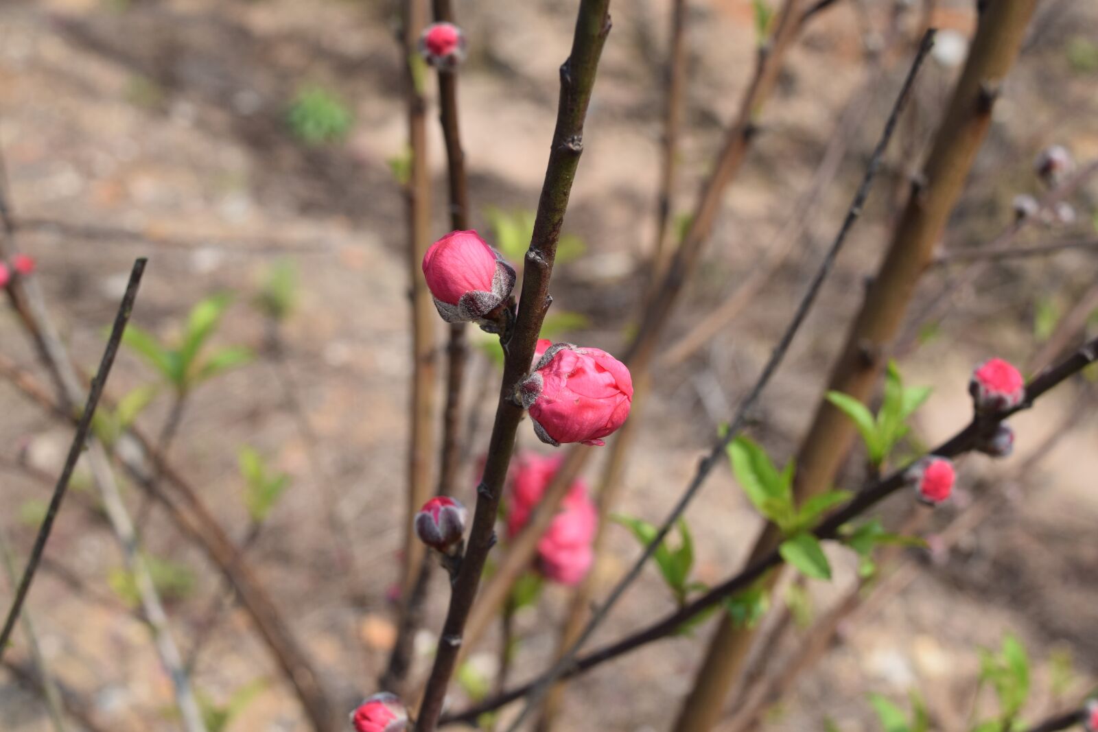 Nikon D3300 sample photo. Peach blossom, plant, babe photography