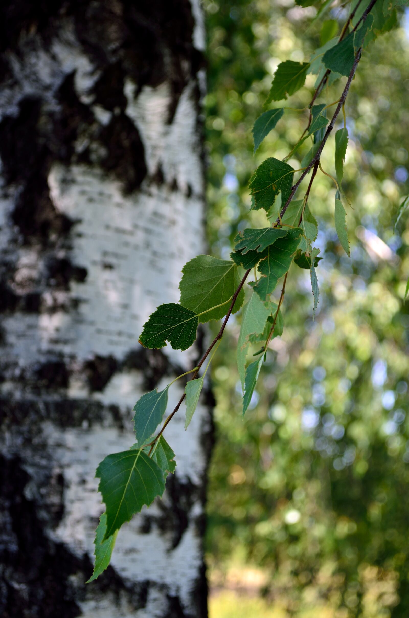 Nikon D5100 sample photo. Summer, birch, white photography