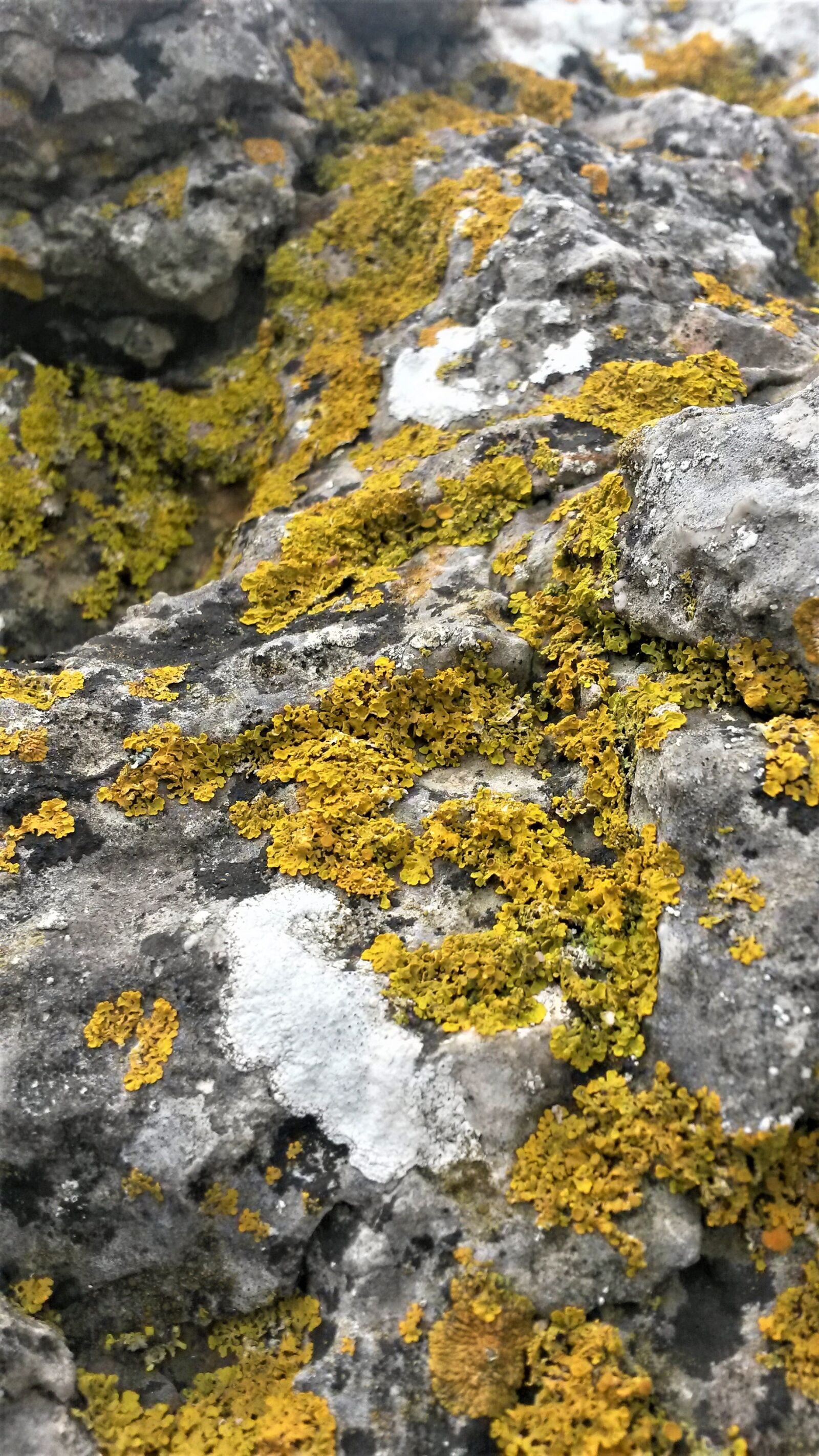 Samsung Galaxy S4 Mini sample photo. Lichens, rock, mountains photography