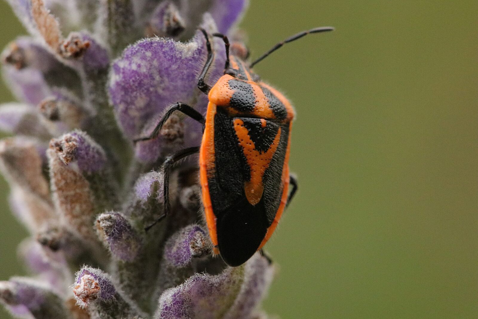 Canon EF 100mm F2.8L Macro IS USM sample photo. Lavender, beetle, bug photography