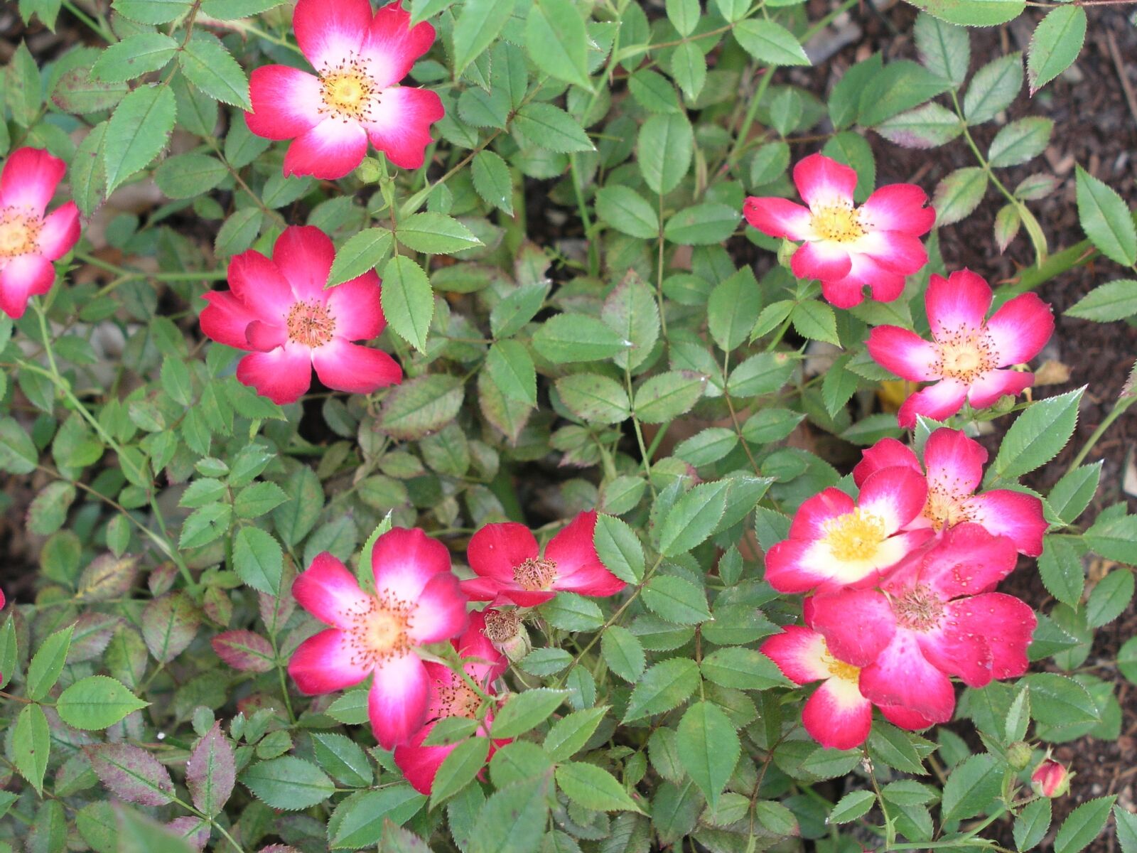 Olympus C5050Z sample photo. Rose, flower, bloom photography