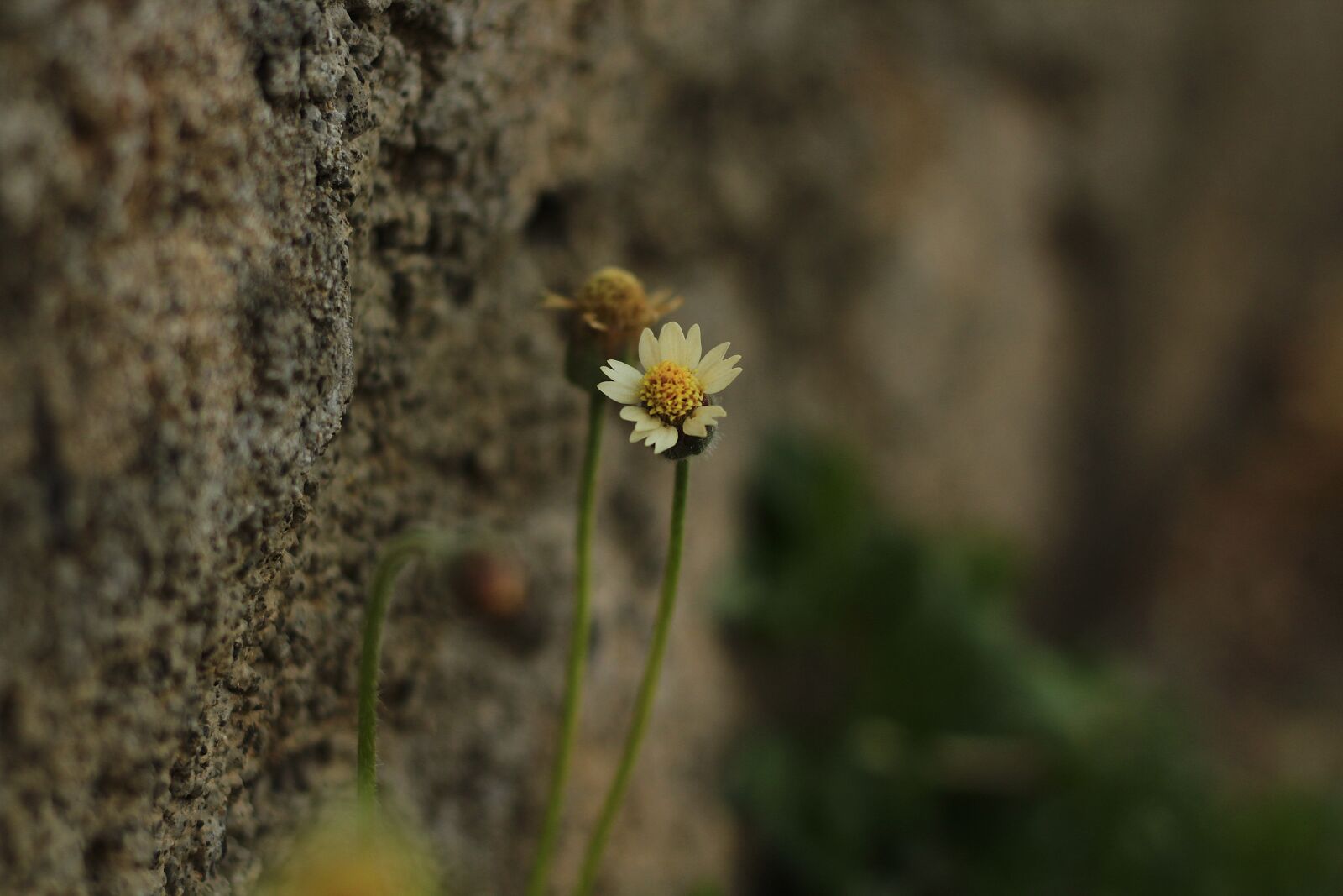 Canon EOS 1300D (EOS Rebel T6 / EOS Kiss X80) sample photo. Flower, nature, garden photography