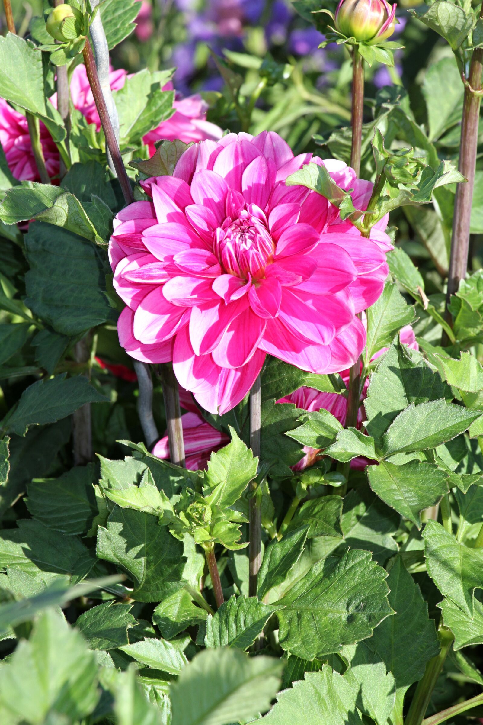 Canon EOS 7D sample photo. Dahlia, pink, petals photography