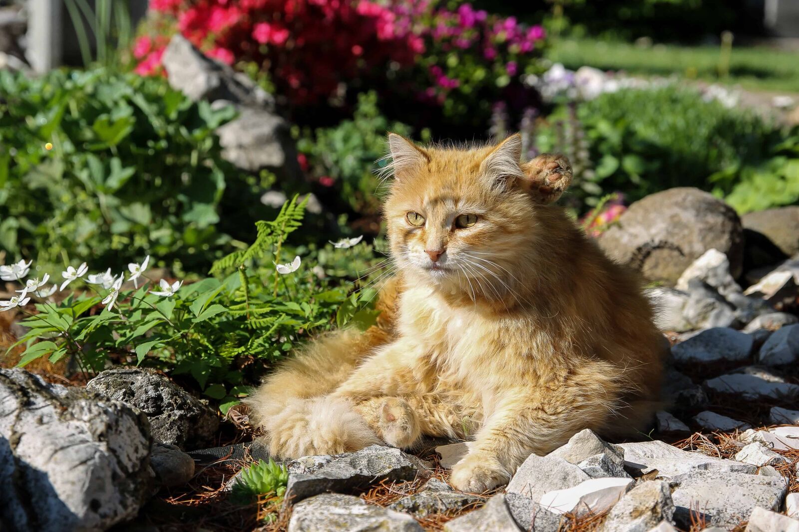 Canon EOS 1100D (EOS Rebel T3 / EOS Kiss X50) sample photo. Cat, nature, feline, kitten photography