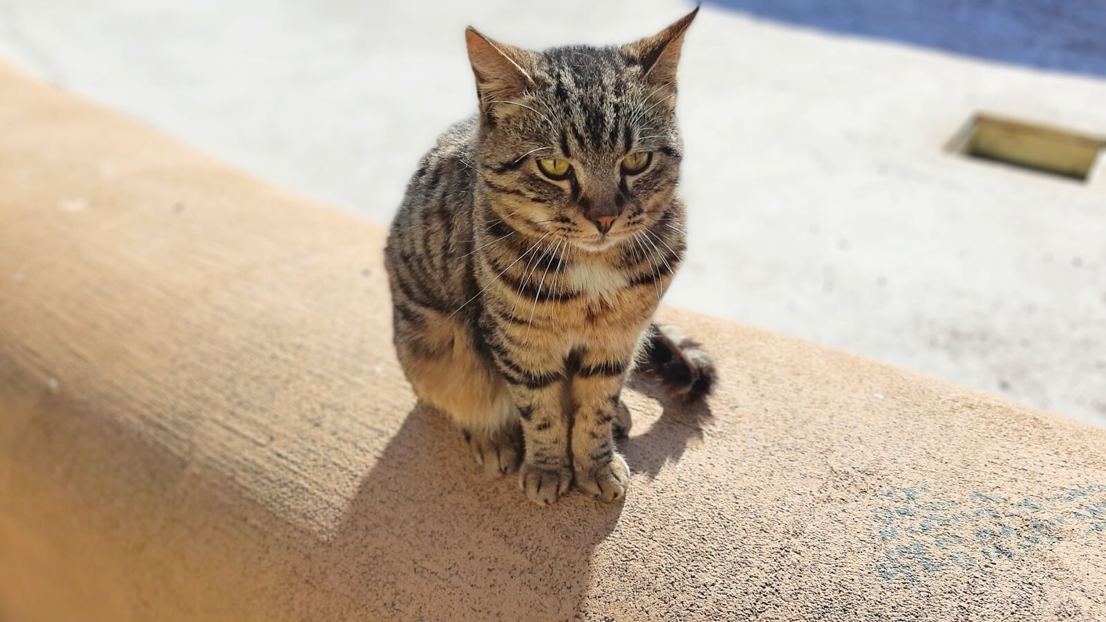 Samsung SM-A307FN sample photo. Cat, gray cat, kitten photography