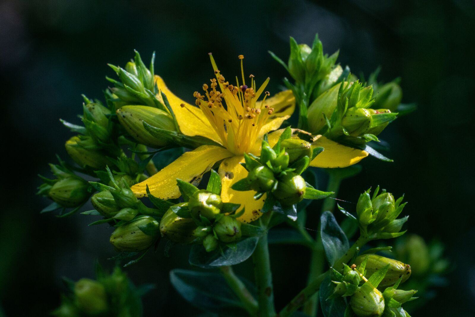 Nikon 1 J5 sample photo. Blossom, bloom, yellow photography