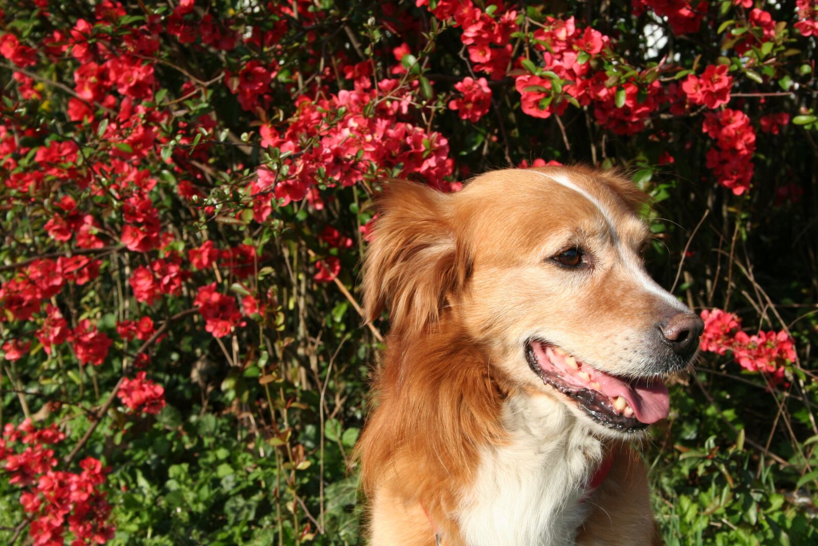 Canon EOS 350D (EOS Digital Rebel XT / EOS Kiss Digital N) sample photo. Dog, spring, pet photography