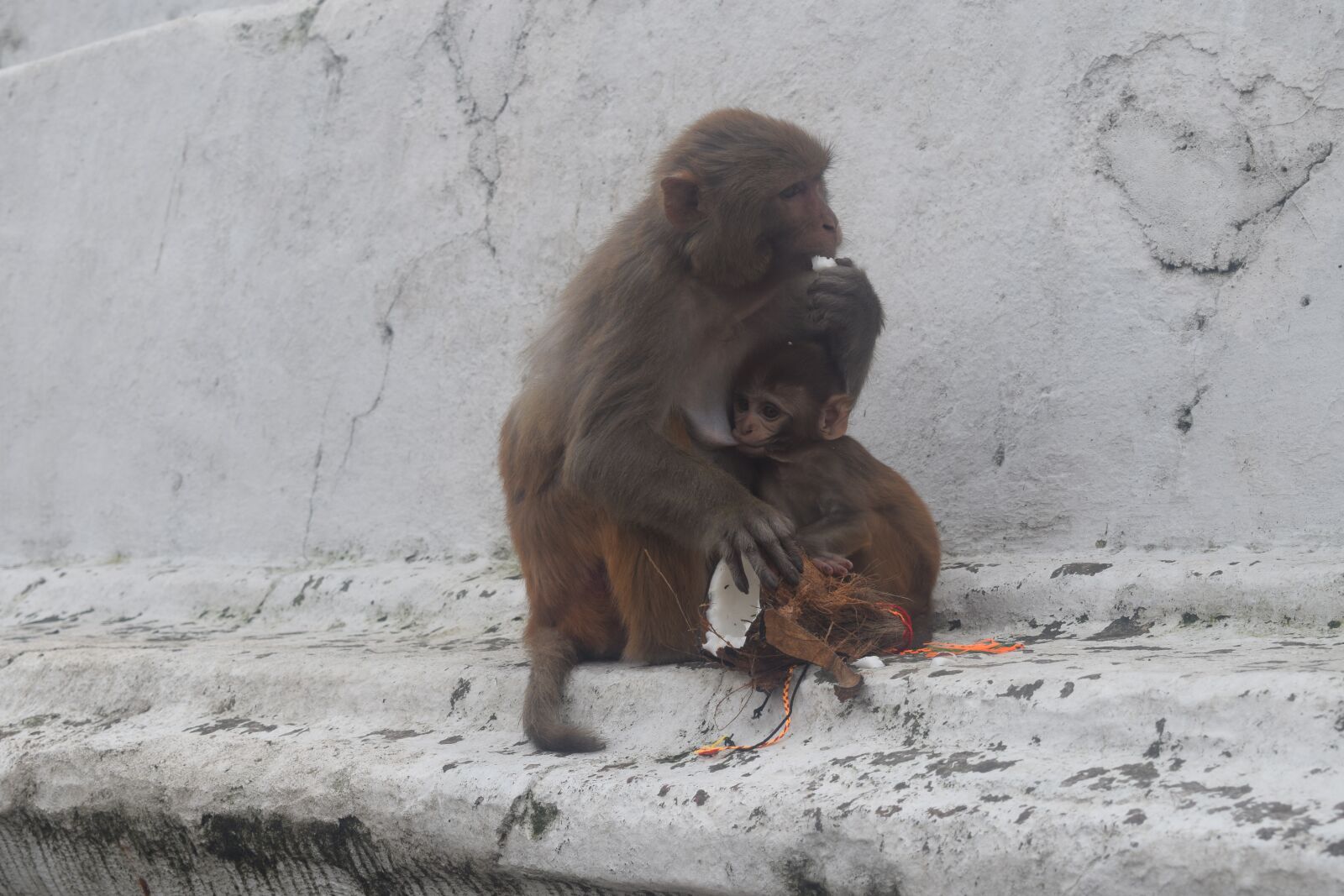 Nikon D5300 sample photo. Monkey, monkey child, baby photography