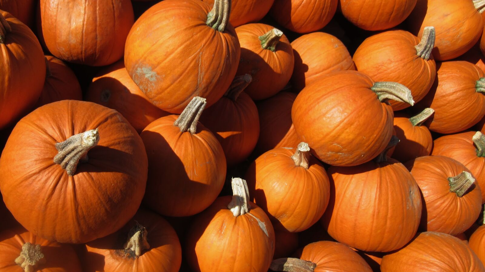 Canon PowerShot SX620 HS sample photo. Pumpkin, food, harvest photography