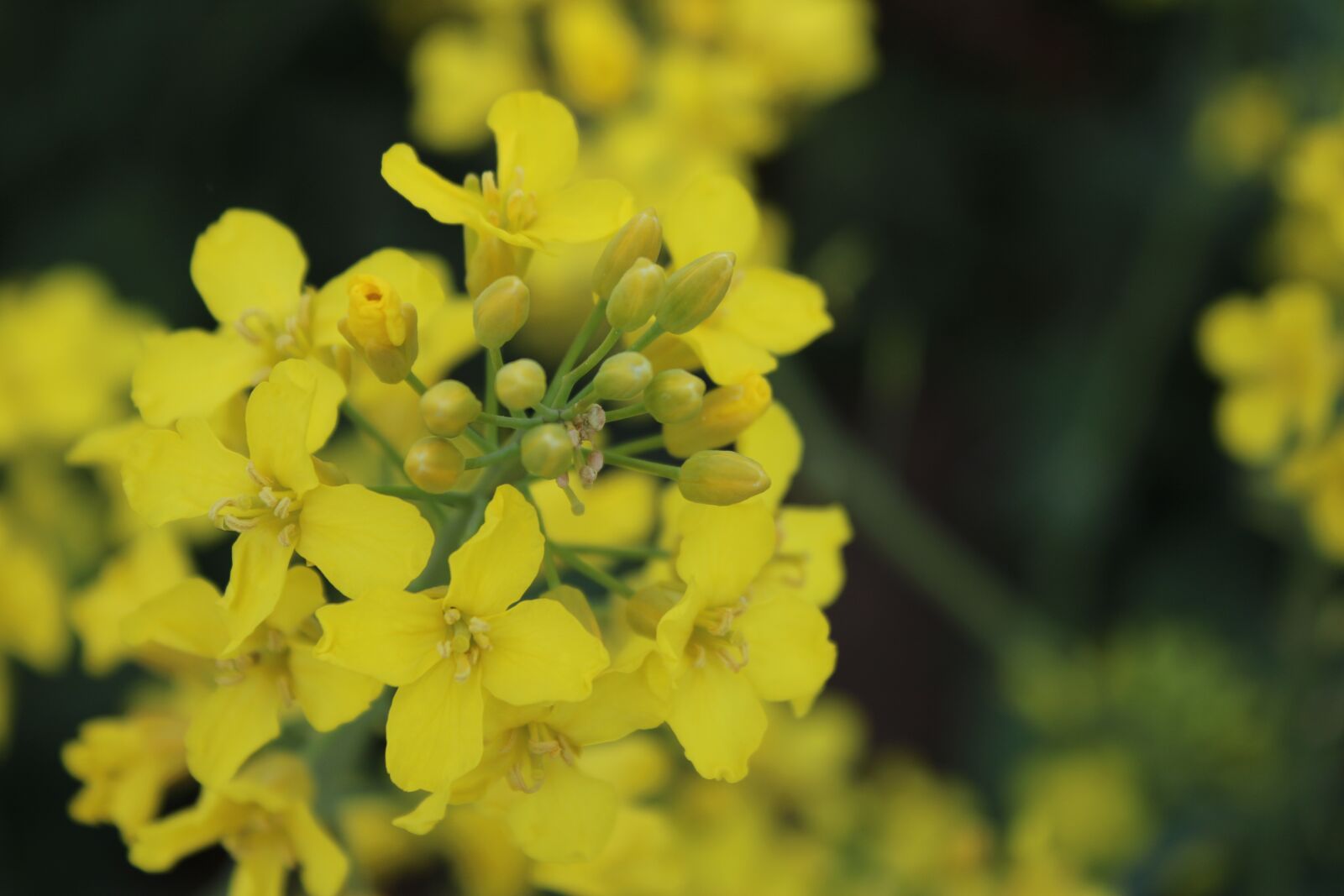 Canon EOS 2000D (EOS Rebel T7 / EOS Kiss X90 / EOS 1500D) sample photo. Rape, yellow, flower photography