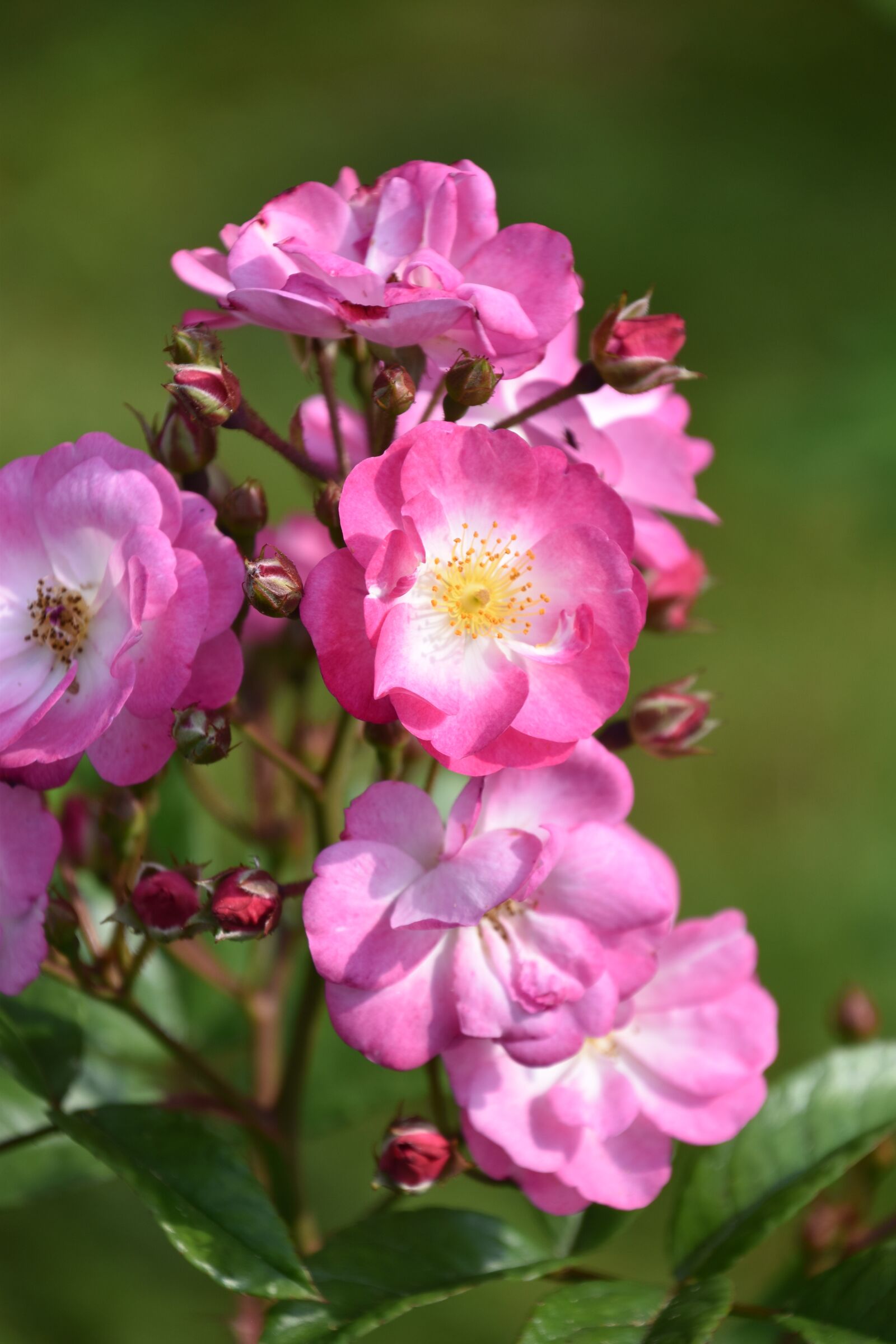 Nikon D5600 sample photo. Pink, flower, rosebush photography