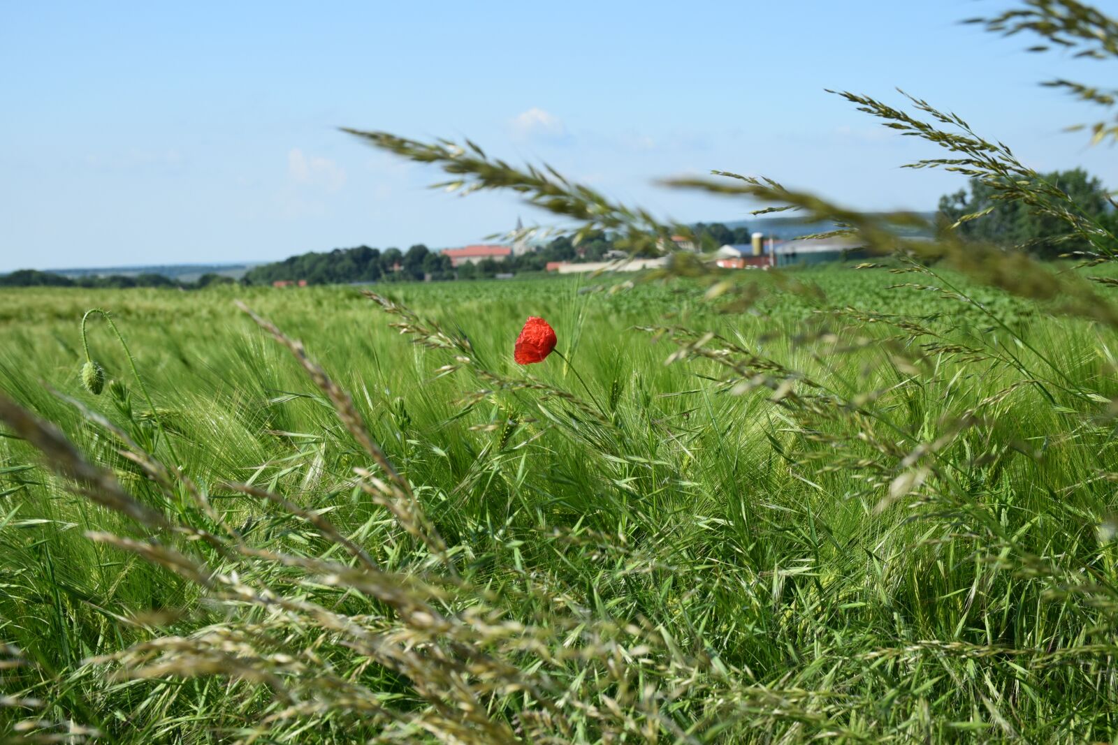 Nikon D5300 sample photo. Klatschmohn, cornfield, agriculture photography