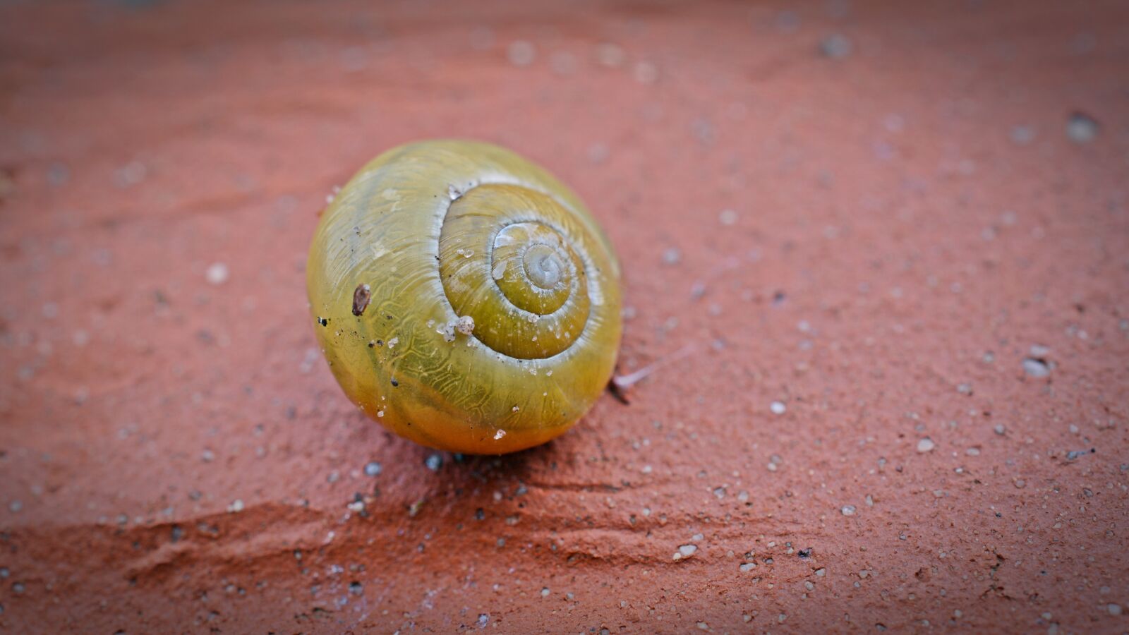 Nikon D5200 sample photo. Snail, shell, close up photography
