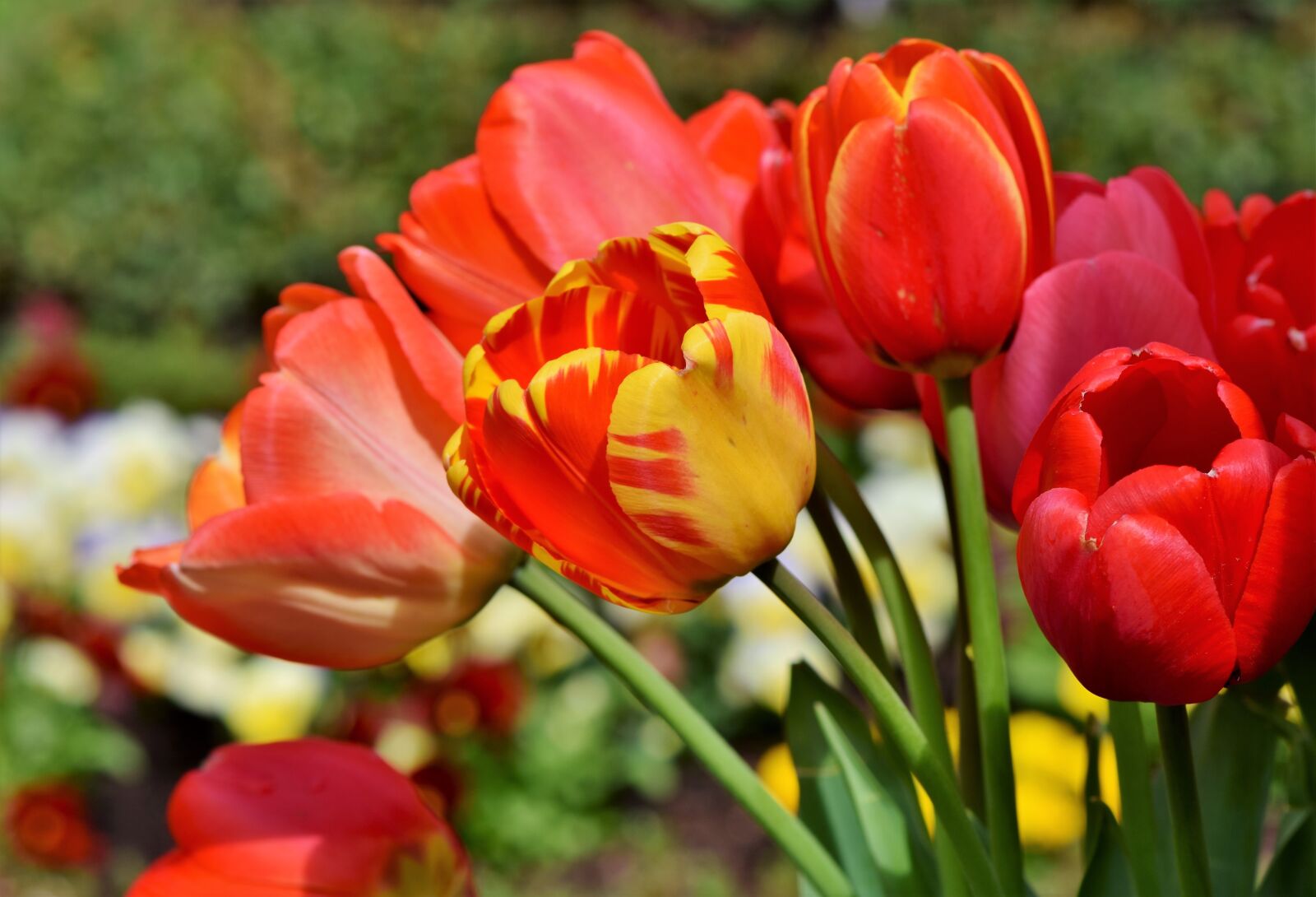 Nikon D7200 sample photo. Tulip, tulip bouquet, blossom photography