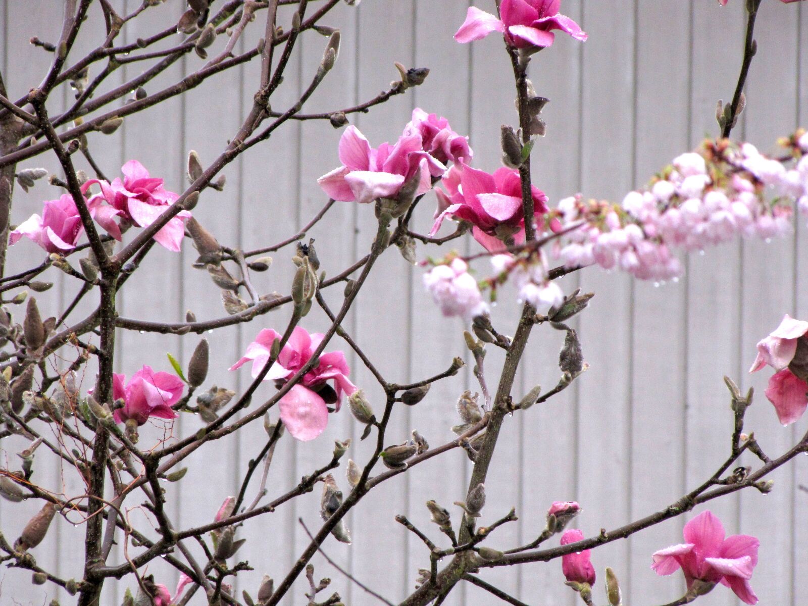 Canon PowerShot SX10 IS sample photo. British columbia, coquitlam, blossom photography