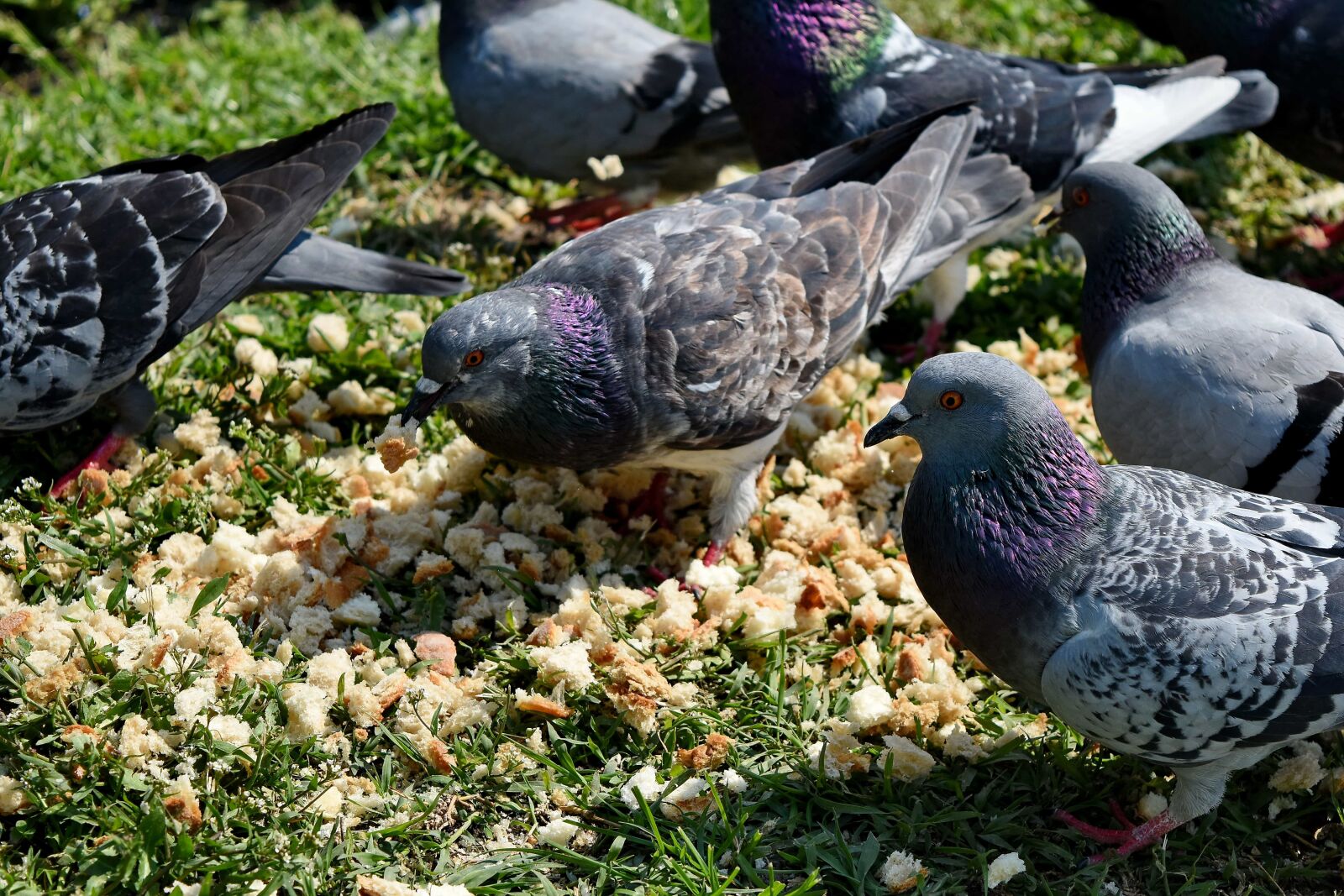 Nikon D5500 sample photo. Pigeon, feather, beak, bird photography