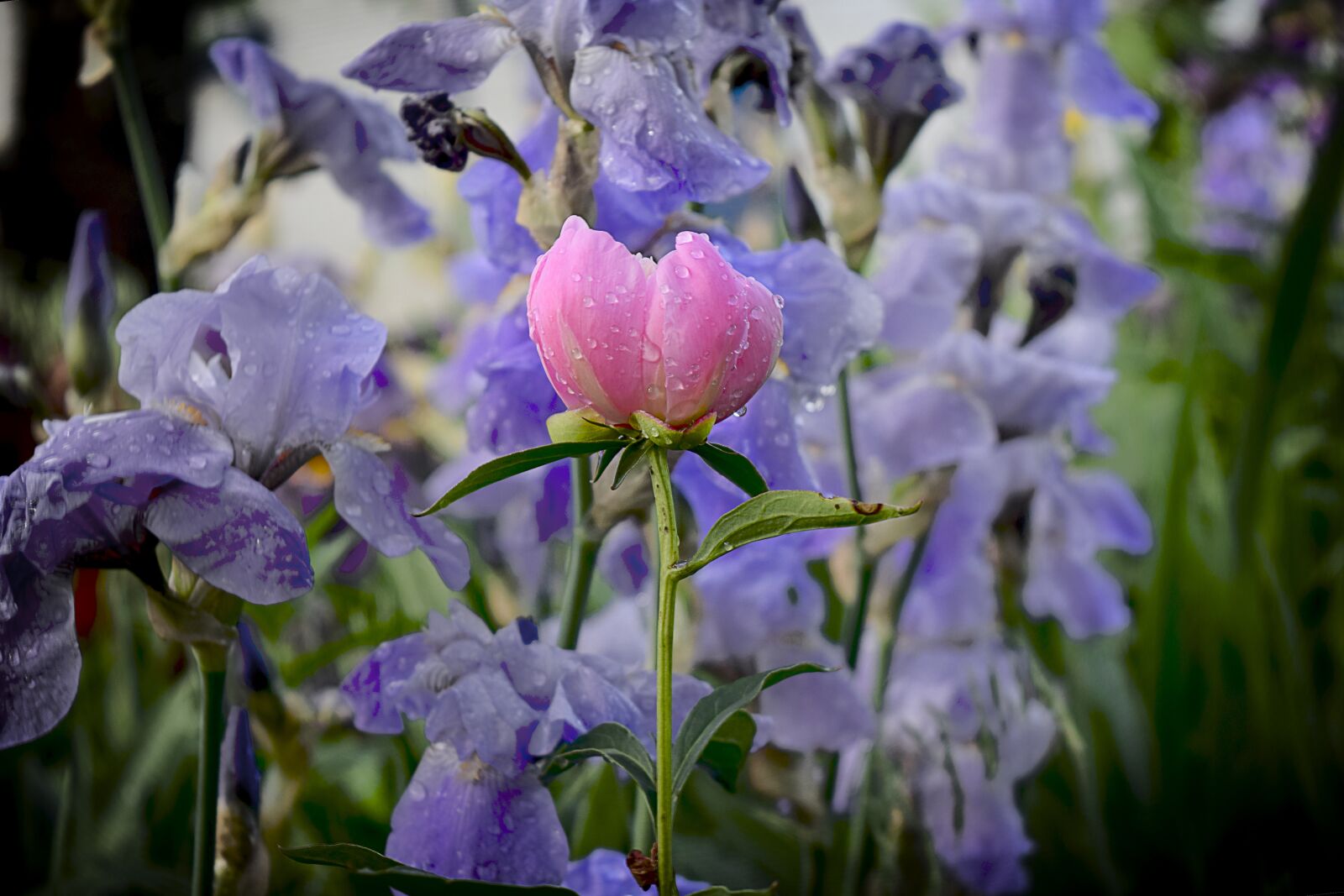 Nikon D5300 sample photo. Peonies, peony, irises photography