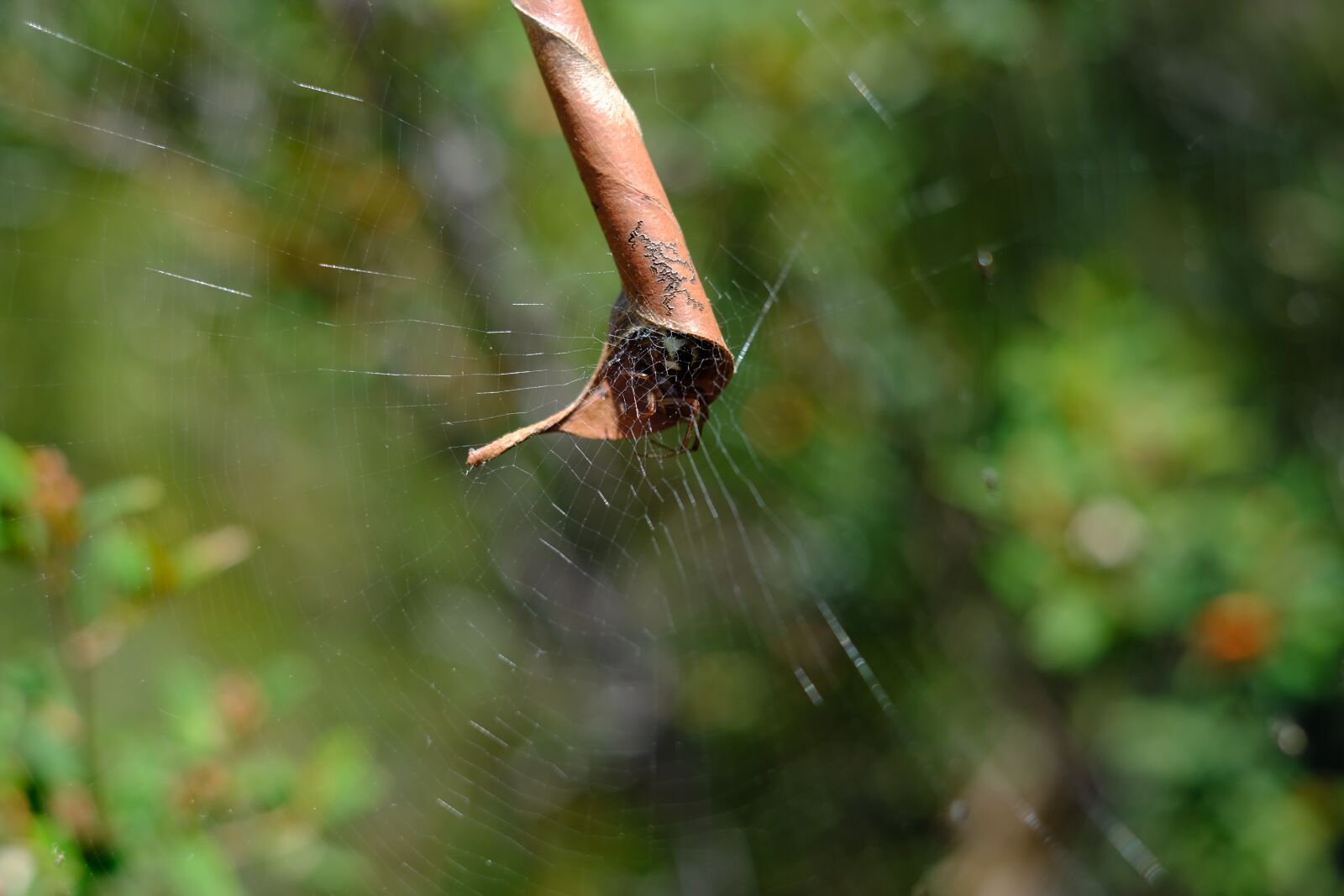 Fujifilm X-T2 + Fujifilm XF 35mm F1.4 R sample photo. Cobweb, web, hiding place photography