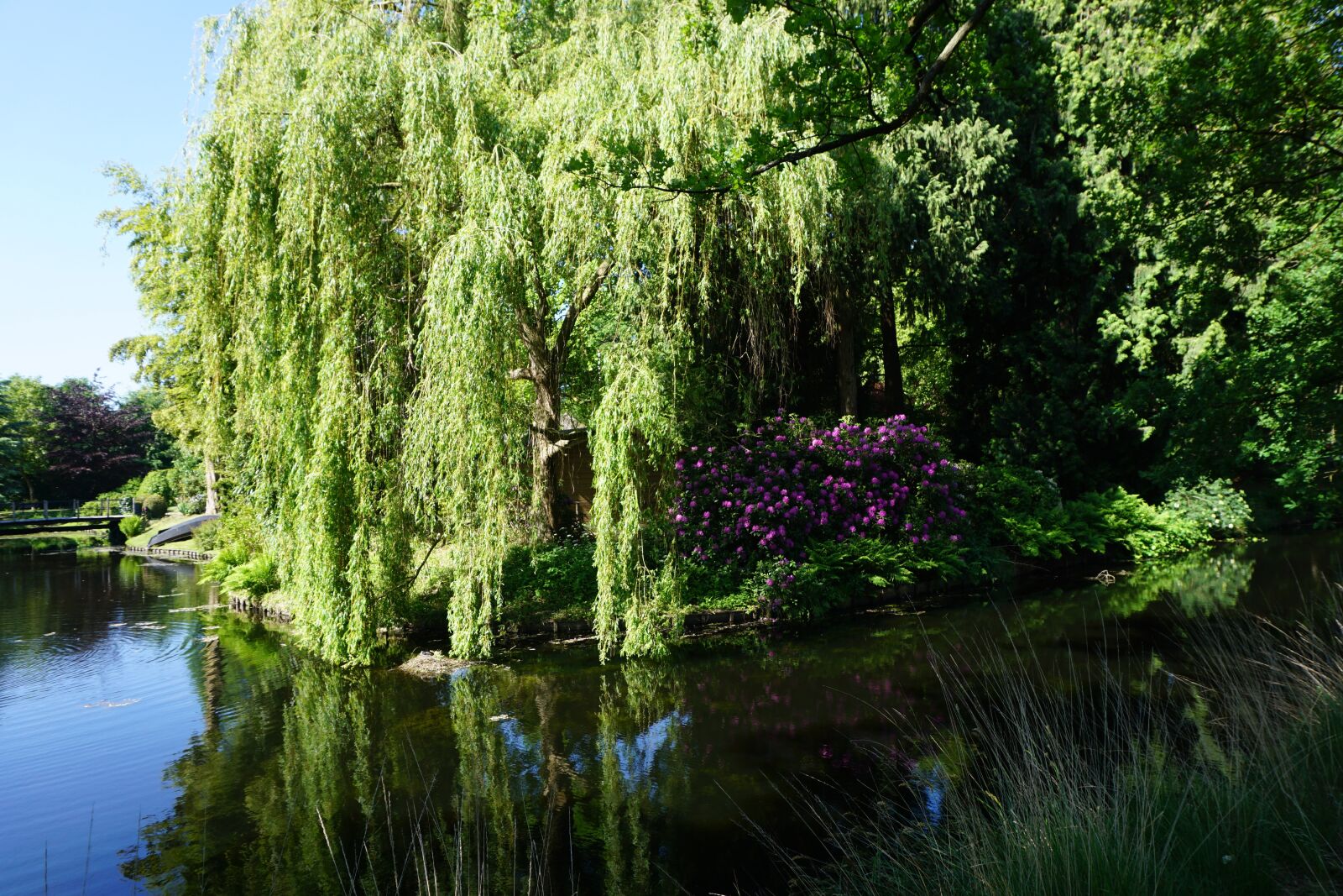 Sony a6000 sample photo. Weeping willow, nest of photography