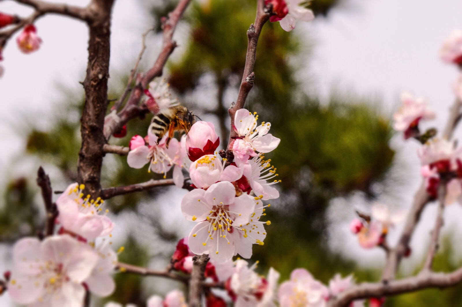 Nikon D5300 sample photo