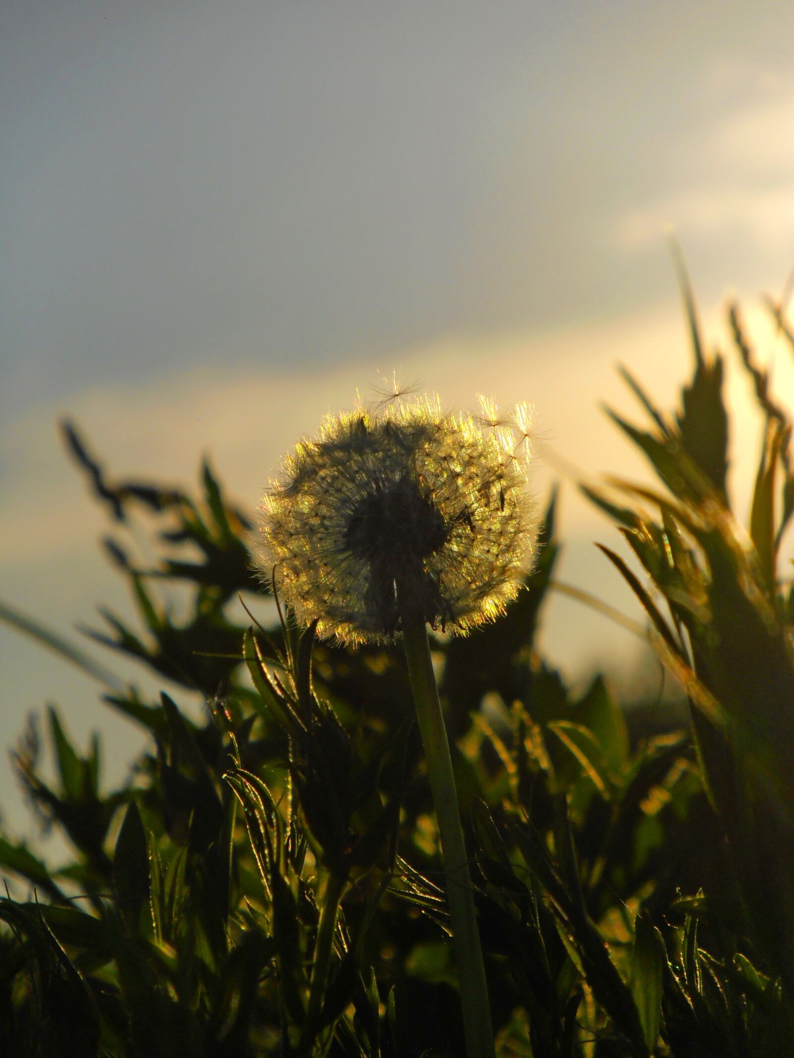 Olympus VR325,VR320,D725 sample photo. Dandelion, flower, sunset photography