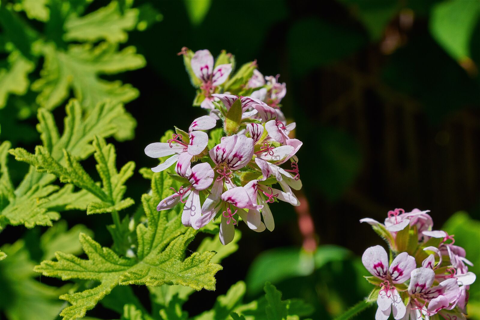 Nikon D7200 sample photo. Geranium lemon, flower, garden photography