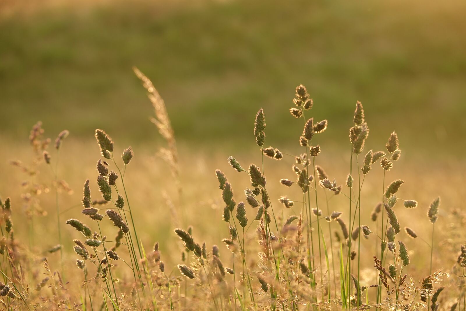 Sony Cyber-shot DSC-RX10 IV sample photo. Meadow, summer, nature photography