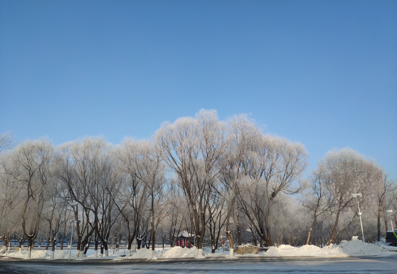 Xiaomi MI 8 sample photo. Tree, winter, rime photography