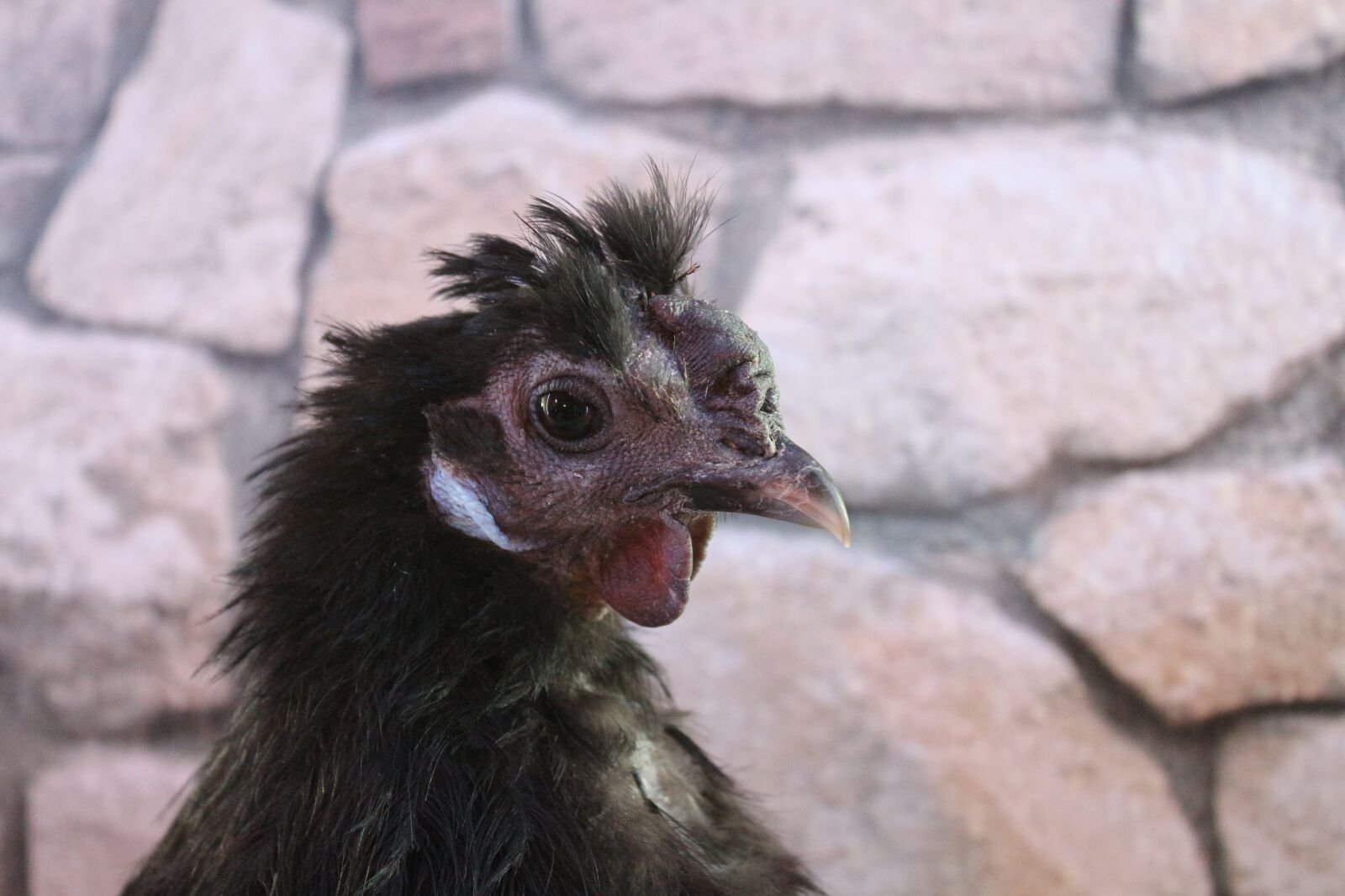 Canon EF-S 18-55mm F3.5-5.6 IS sample photo. Chicken, hen, poultry photography