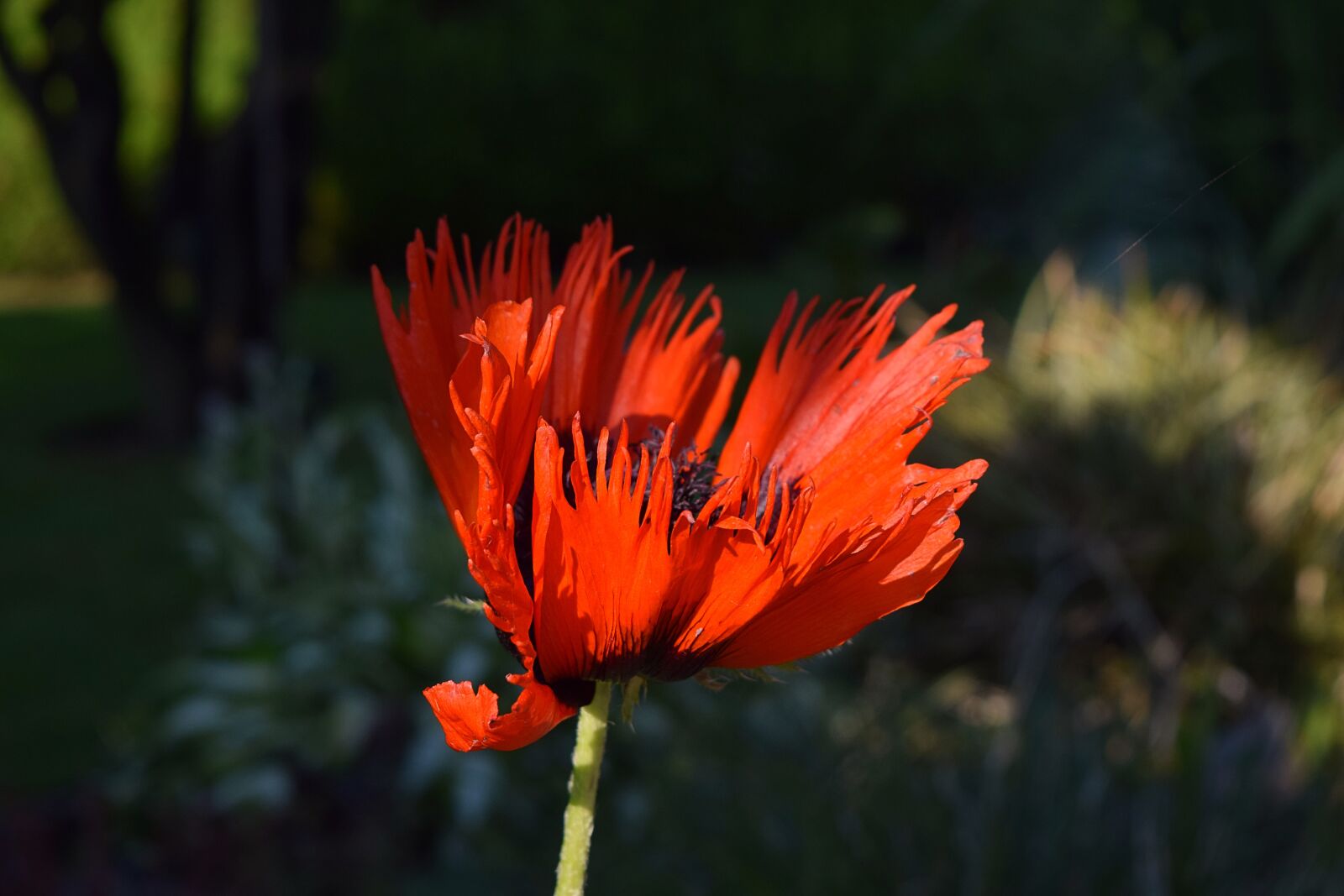 Nikon D3300 sample photo. Poppy, flower, poppy flower photography