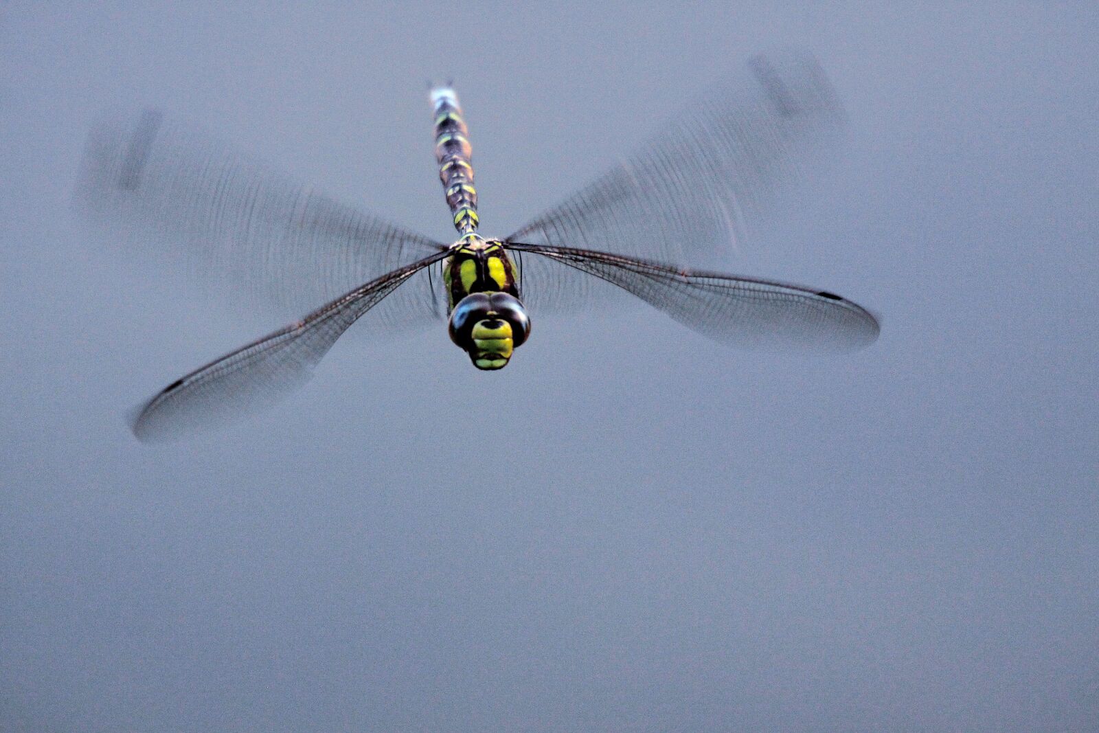 Canon EOS 50D sample photo. Dragonfly, nature, wing photography