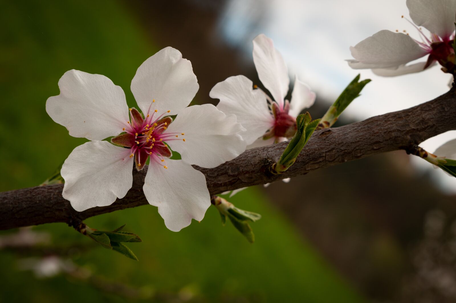 Canon EOS 70D sample photo. Apple blossom, spring, blossom photography