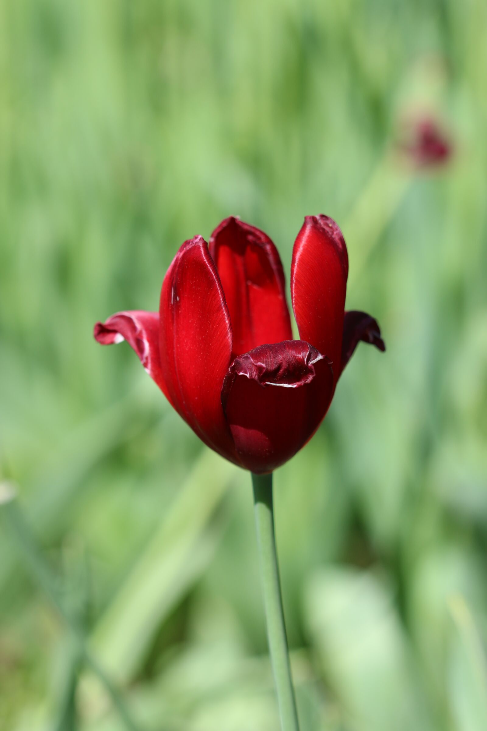 Canon EOS 70D + Canon EF 100mm F2.8 Macro USM sample photo. Tulips, white, pink photography