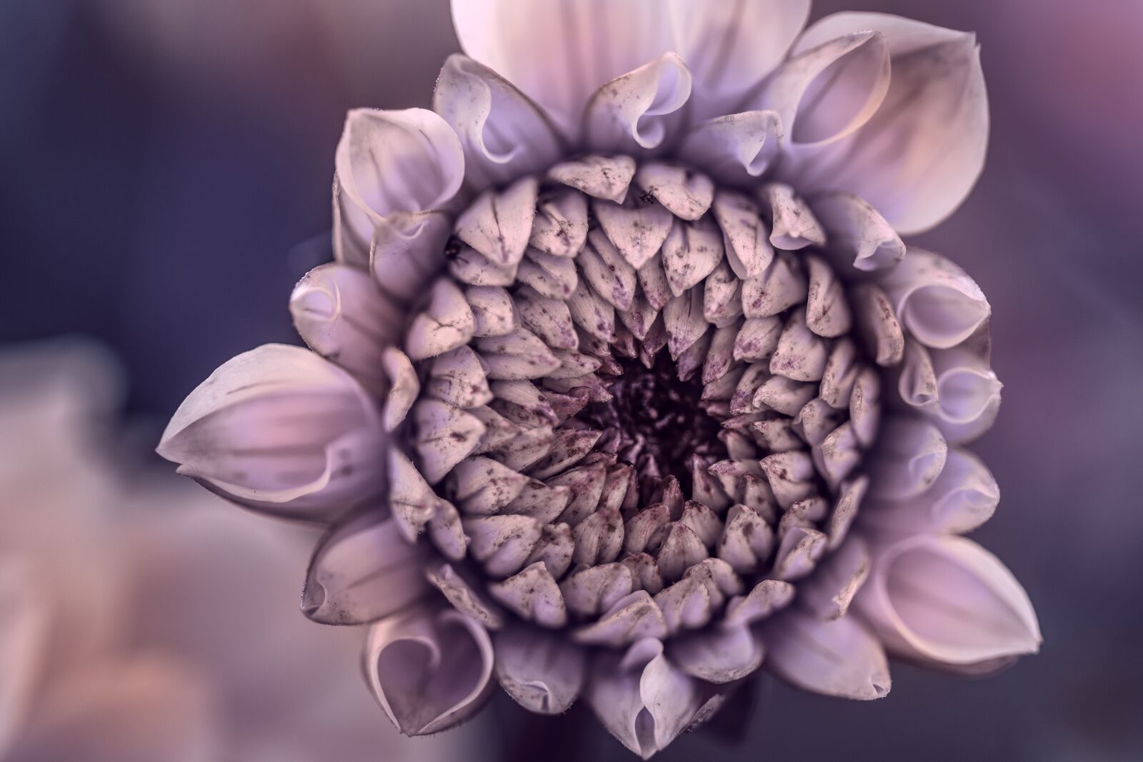 Canon EF 100mm F2.8L Macro IS USM sample photo. Flower, dahlia, plants photography