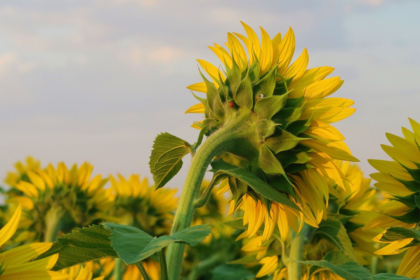 Canon PowerShot G7 X sample photo. Sunflower, plant, flower photography