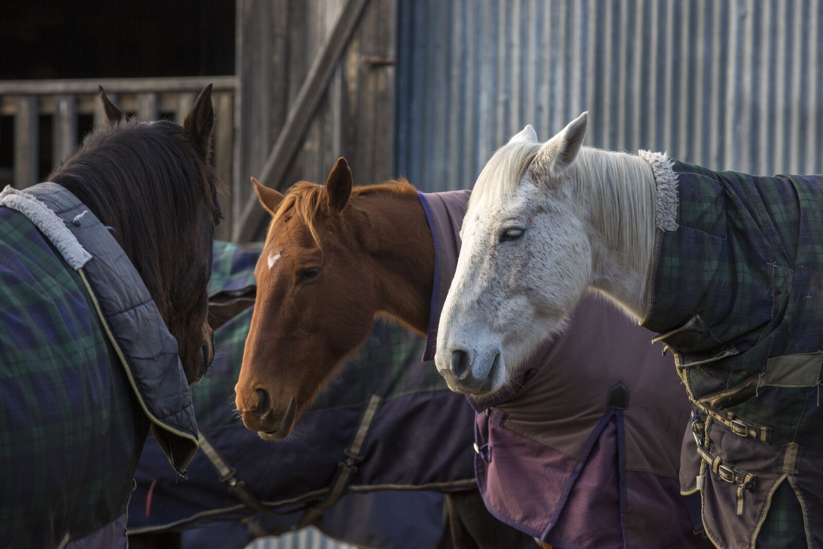 Canon EOS 5D Mark III sample photo. Horses, winter, white horse photography
