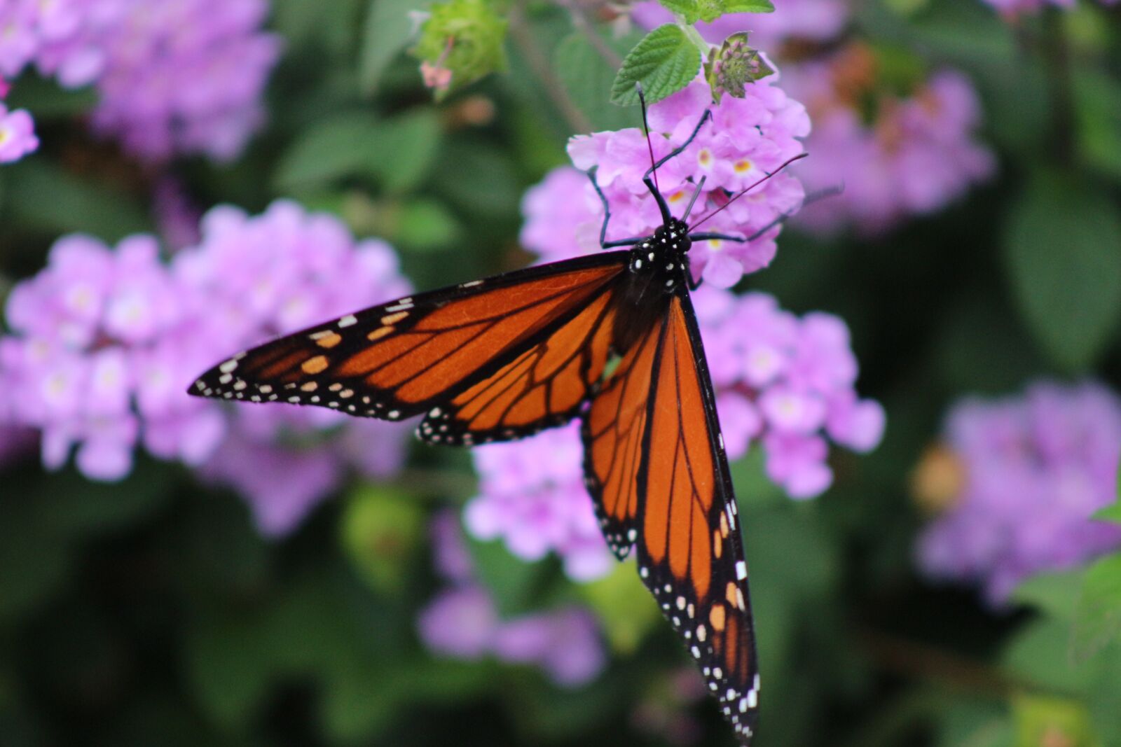 Canon EOS 100D (EOS Rebel SL1 / EOS Kiss X7) sample photo. Insect, butterfly, monarch butterfly photography