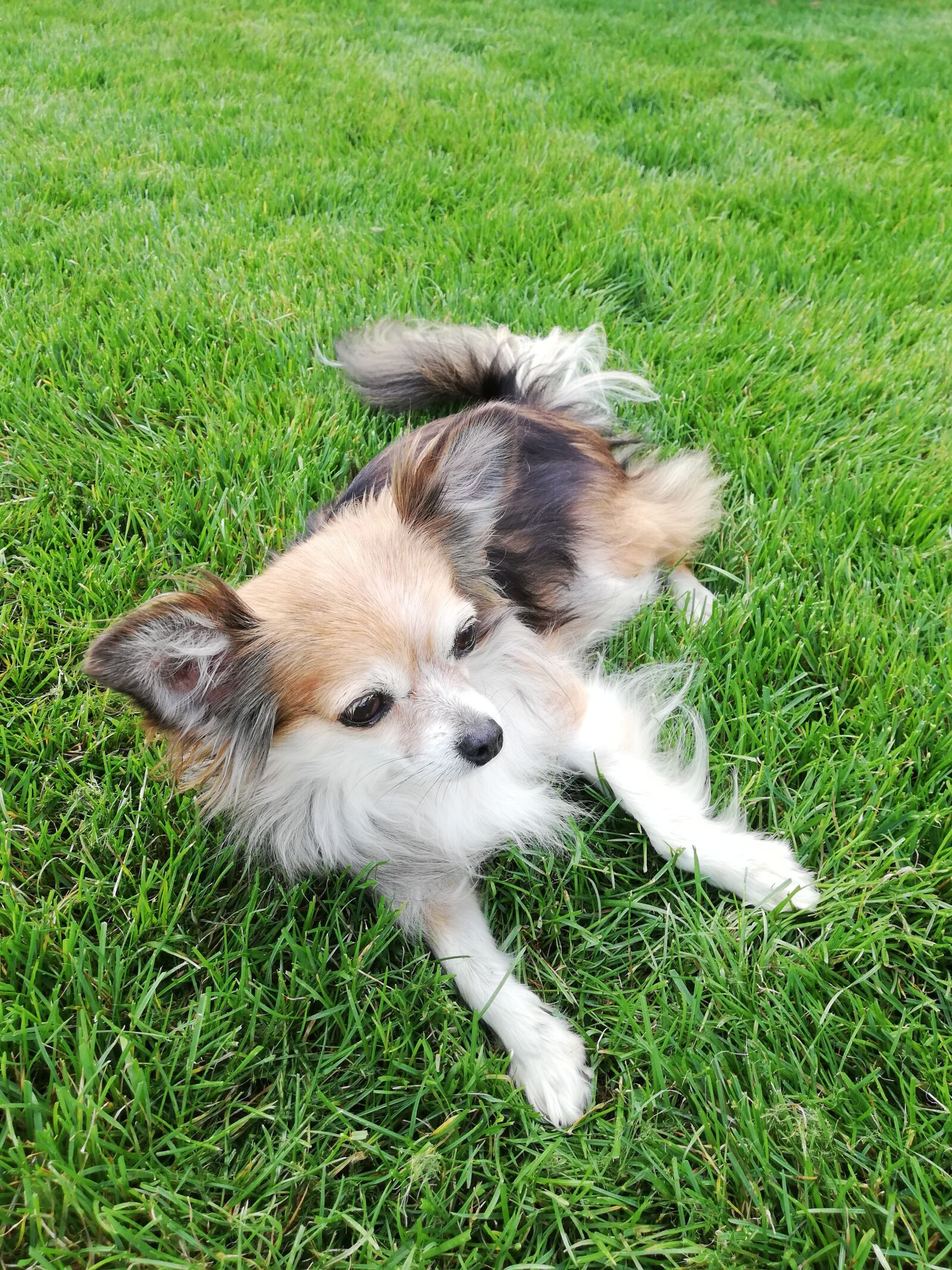 HUAWEI P20 lite sample photo. Chihuahua, dog, rush photography