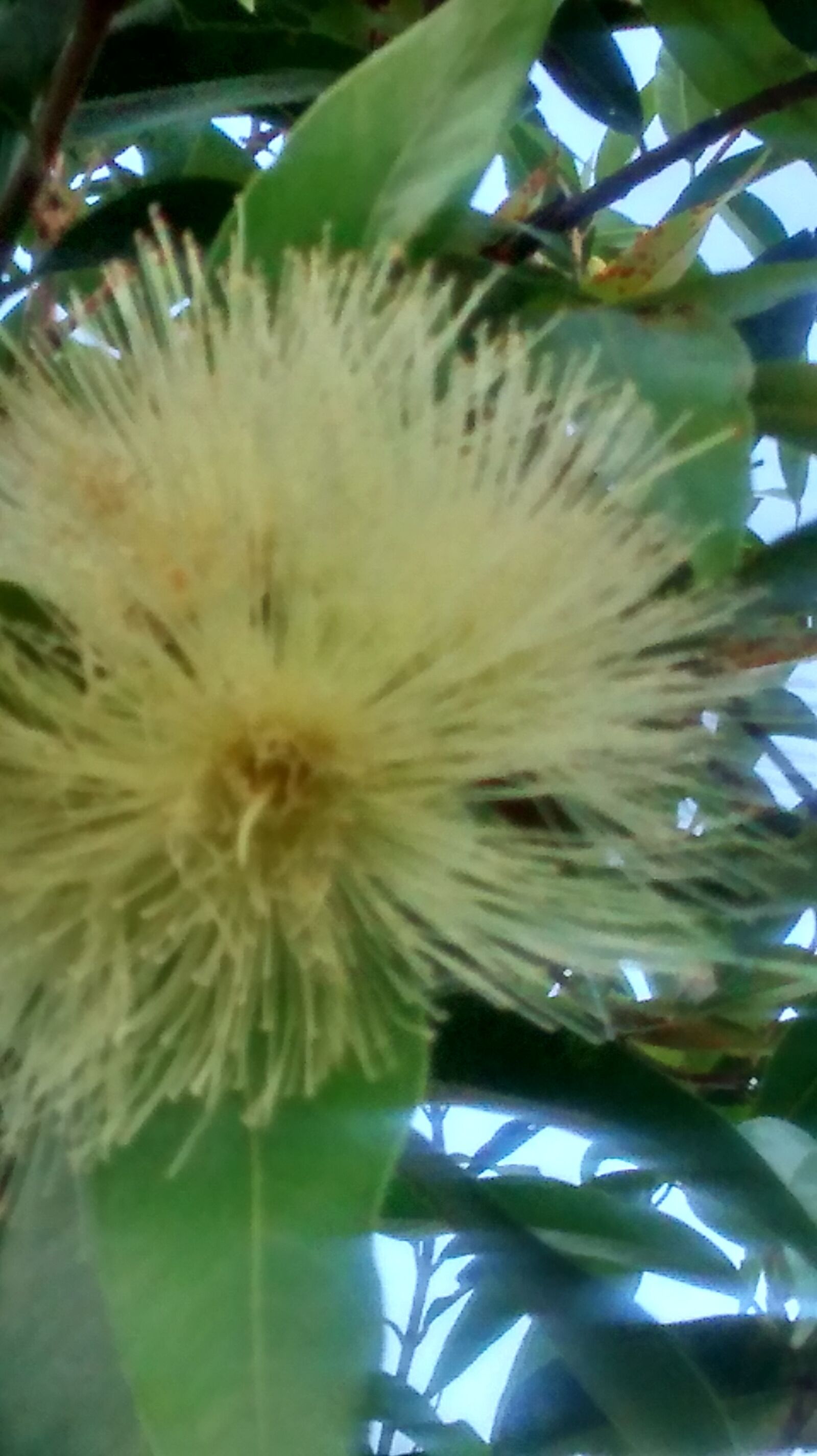 Motorola Moto G (1st Gen) sample photo. White flower, brazil, sp photography