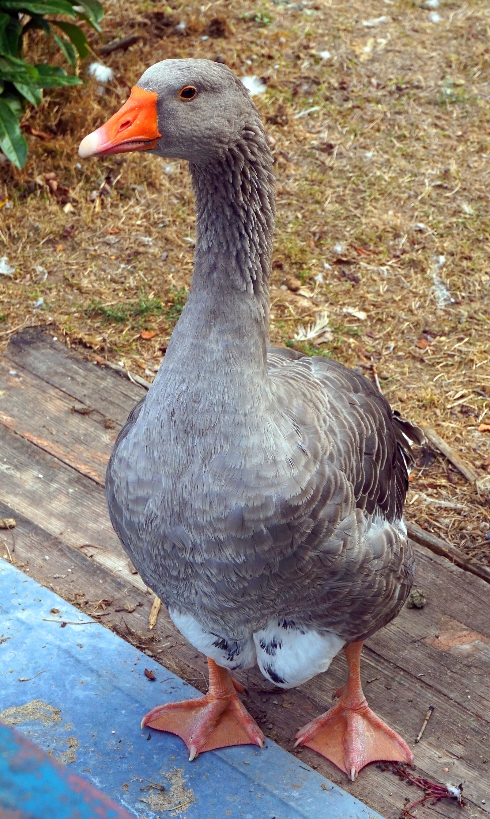 Sony Alpha a5000 (ILCE 5000) sample photo. Duck, water bird, plumage photography