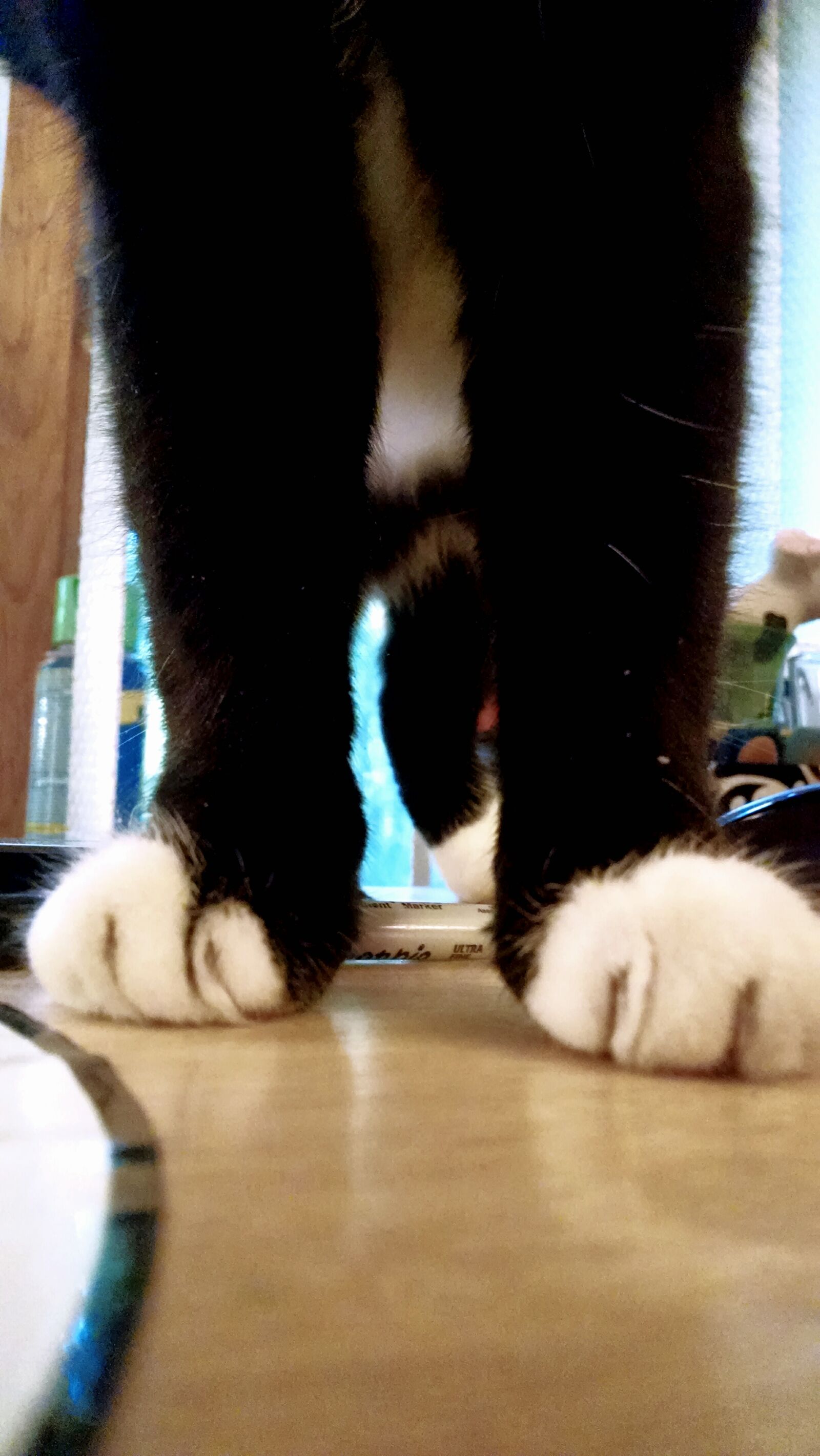 Motorola Moto X (1st Gen) sample photo. Animal, cat, paws, pet photography