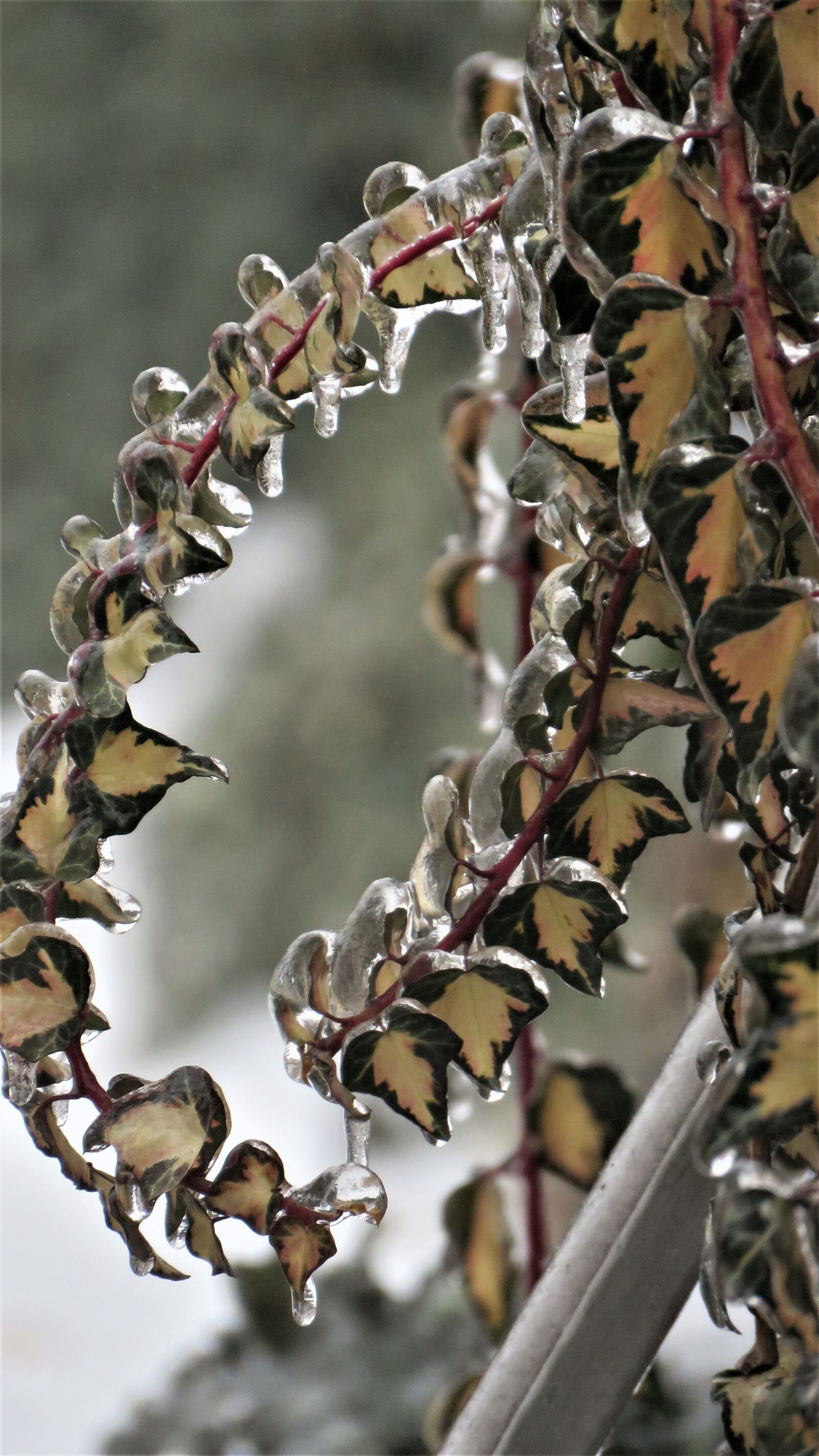 Canon PowerShot SX60 HS sample photo. Hoarfrost, winter, the ice photography