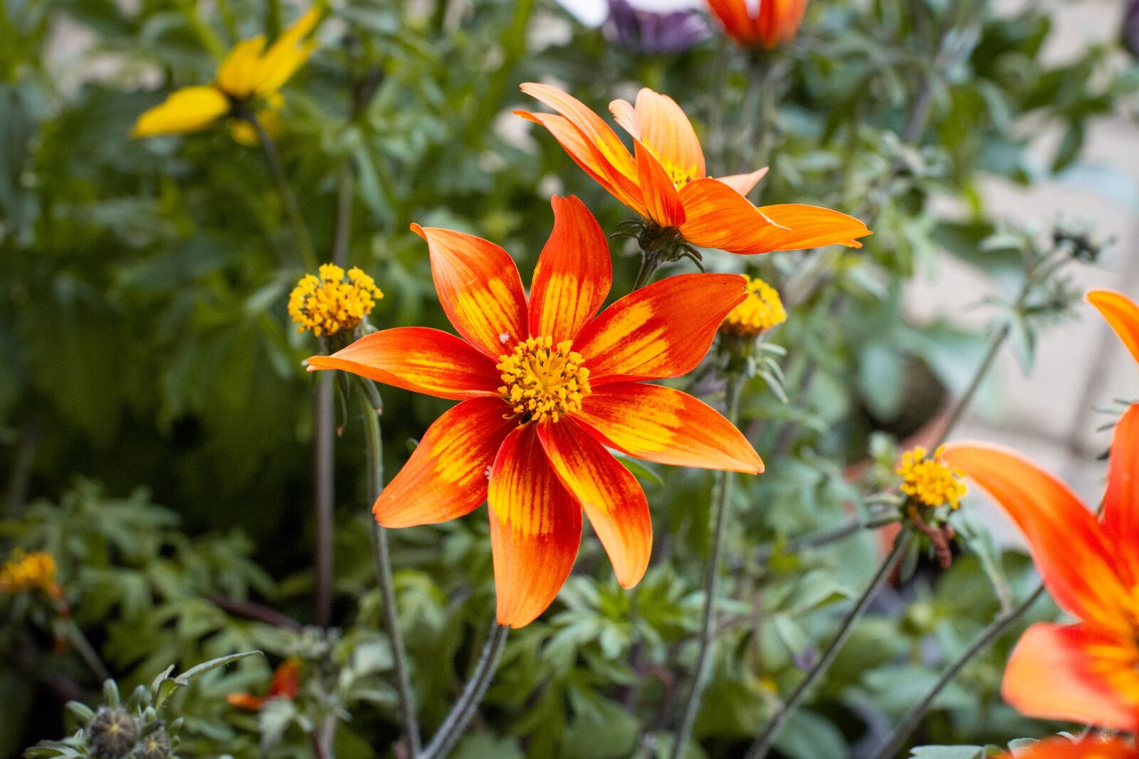 Nikon D7100 sample photo. Flowers, orange, bloom photography
