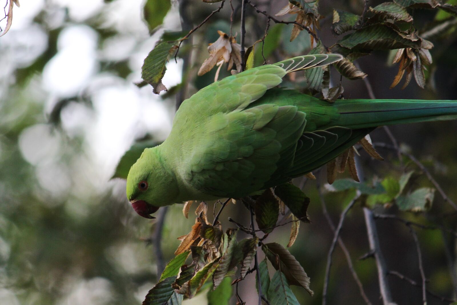 Canon EOS 4000D (EOS Rebel T100 / EOS 3000D) sample photo. Parakeet, green, parrot photography