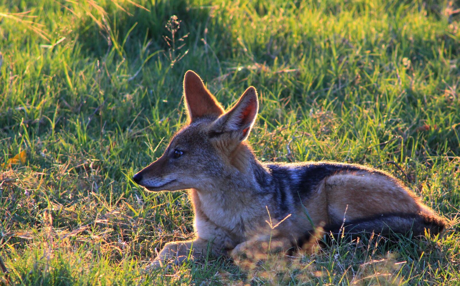 Canon EF75-300mm f/4-5.6 sample photo. Black-backed jackal, nature, mammal photography